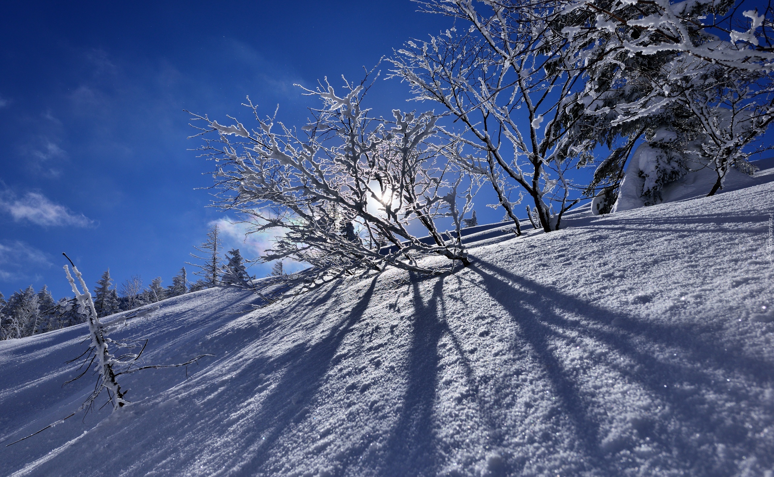 Zima, Wzgórze, Drzewa, Przebijające światło