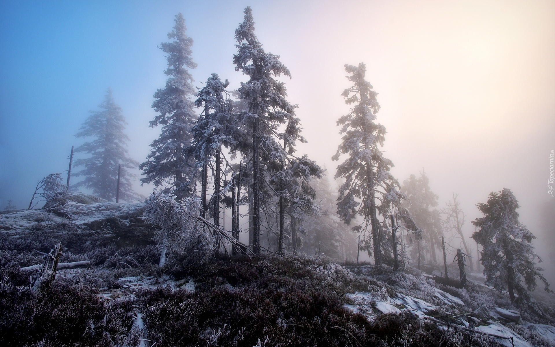 Zima, Drzewa, Wzgórze, Mgła