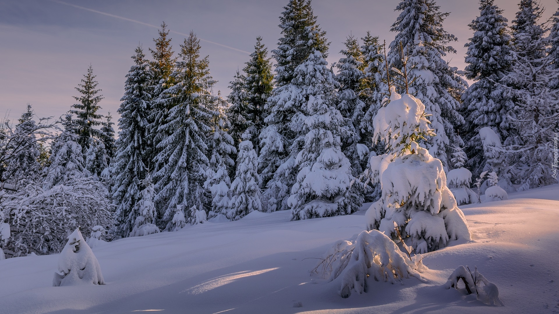 Zima, Ośnieżone, Drzewa, Śnieg, Las