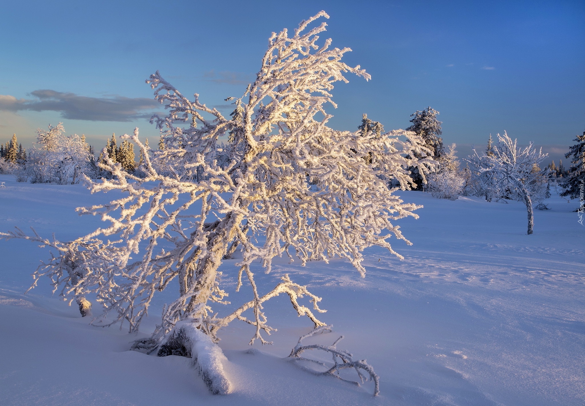 Zima, Śnieg, Ośnieżone, Drzewo