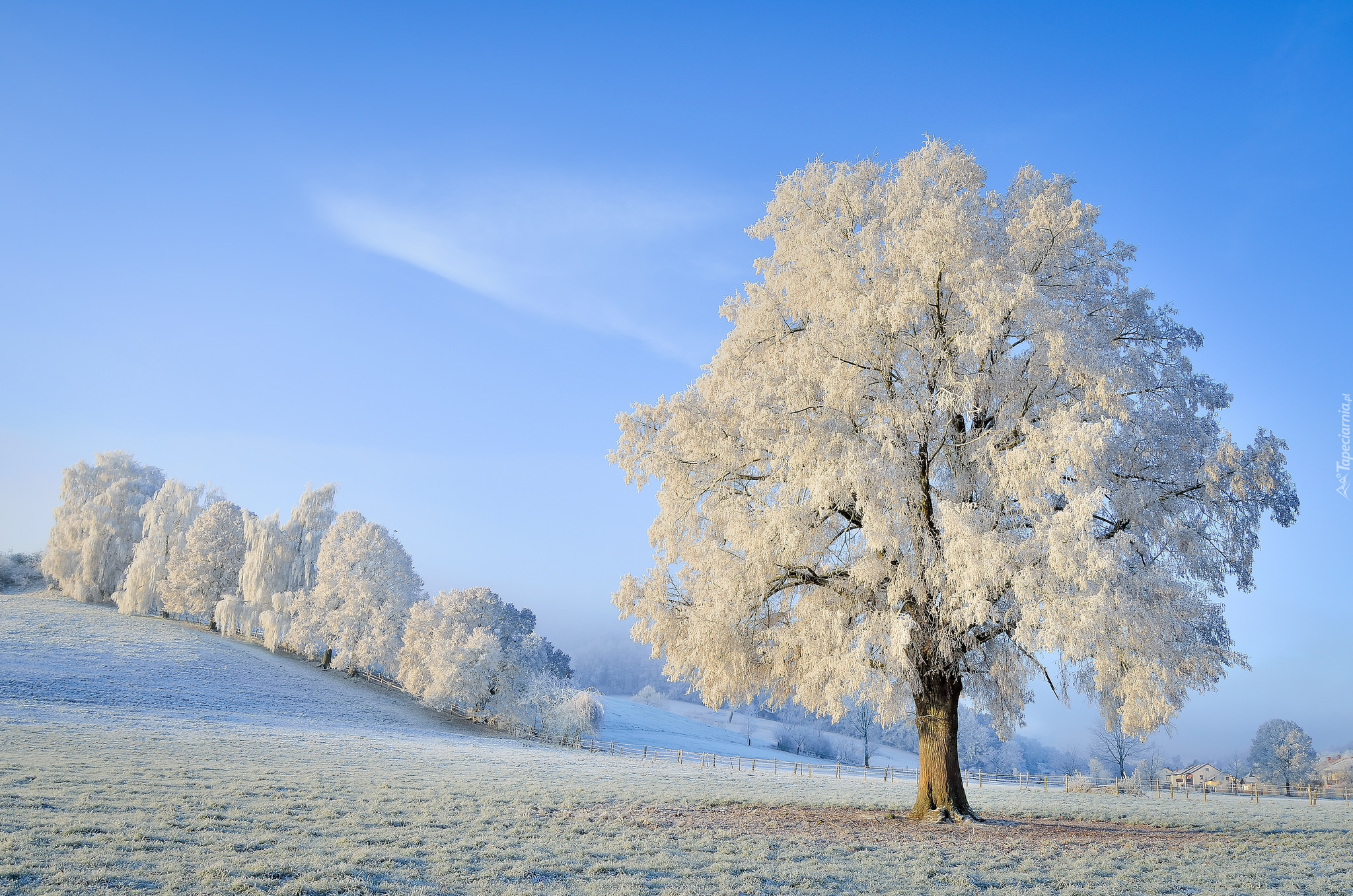 Zima, Śnieg, Ośnieżone, Drzewa