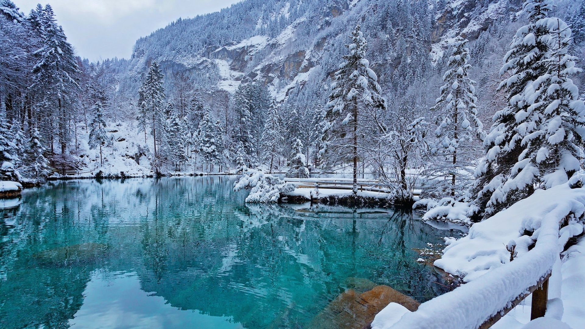 Zima, Ośnieżone, Drzewa, Jezioro, Blausee, Szwajcaria