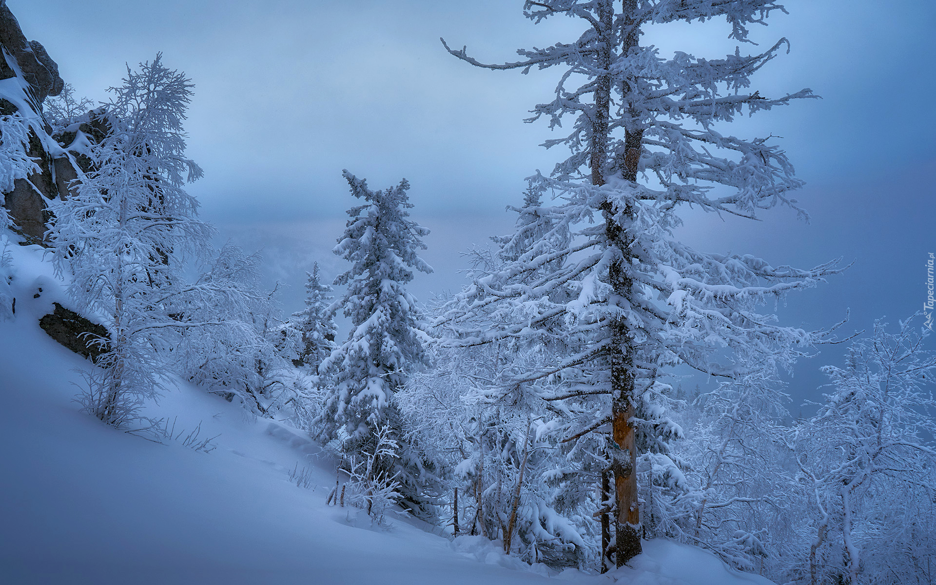 Zima, Śnieg, Drzewa, Skały