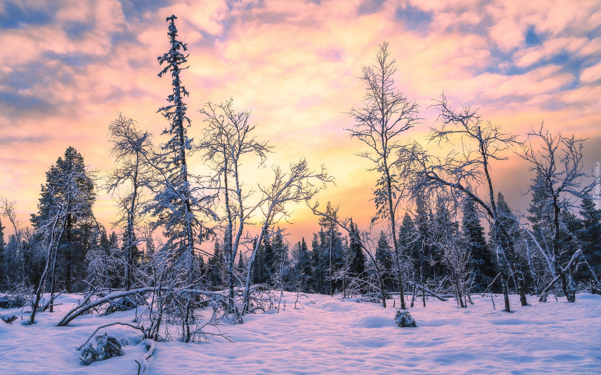Finlandia, Raattama, Wschód słońca, Drzewa, Zima