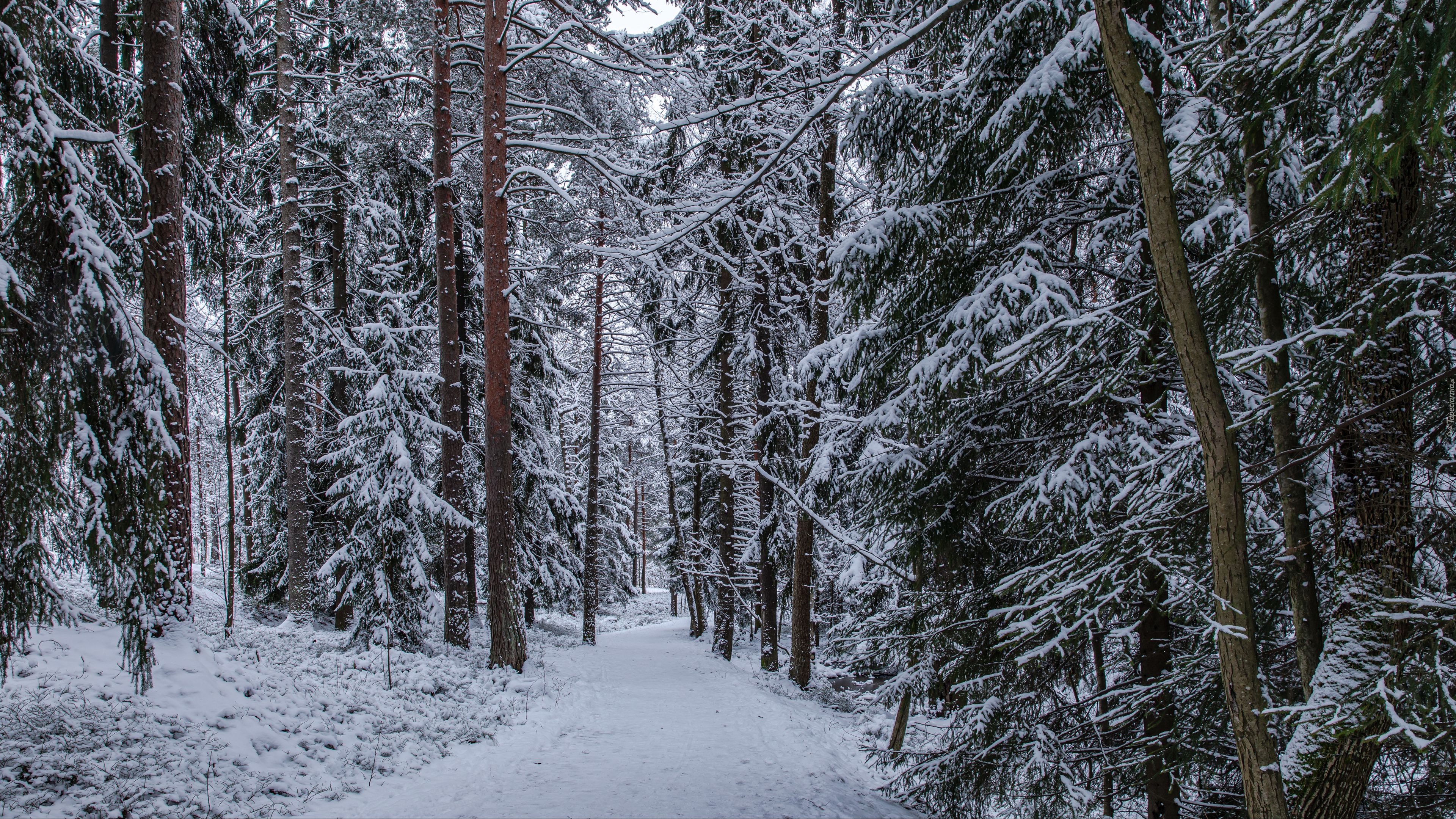 Las, Ścieżka, Śnieg, Drzewa, Zima