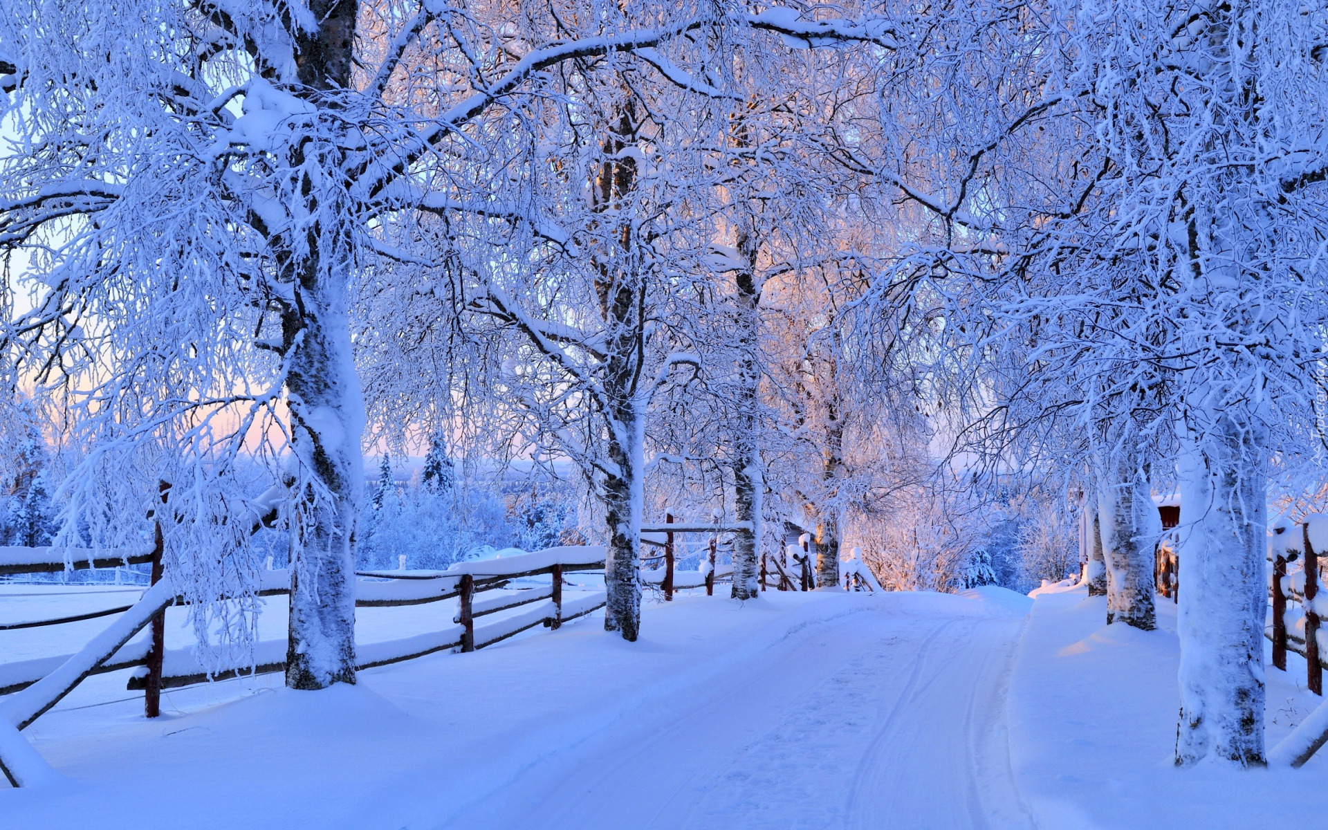 Zima, Droga, Ośnieżone, Drzewa, Śnieg, Ogrodzenie