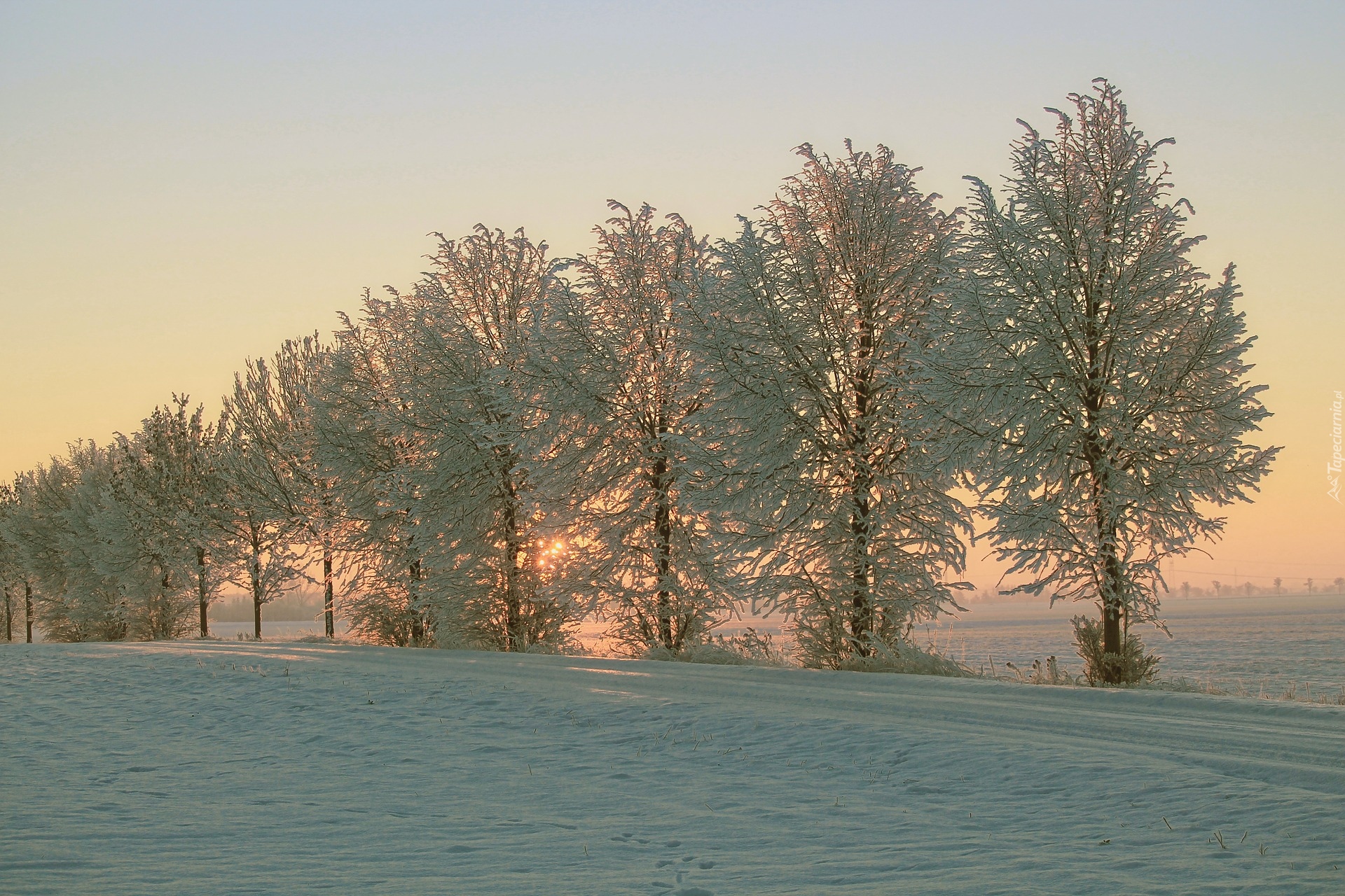 Zima, Drzewa, Droga, Śnieg, Pola, Mgła, Wschód słońca