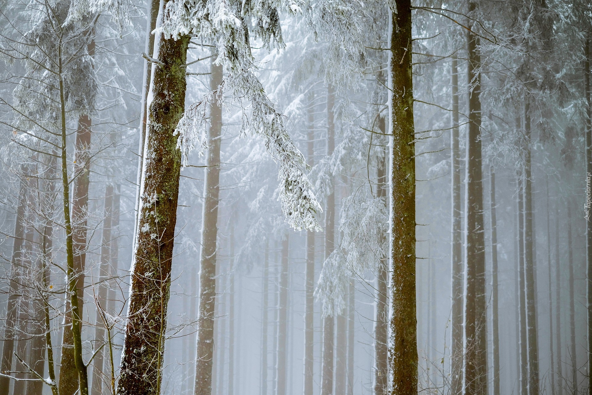 Zima, Las, Drzewa, Mgła