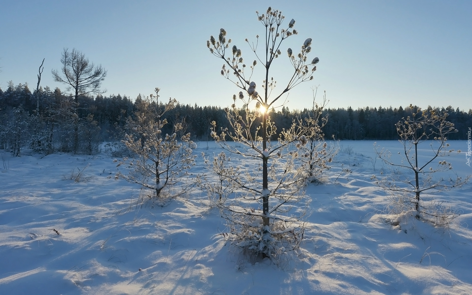 Zima, Drzewa, Rośliny, Śnieg, Promienie słońca