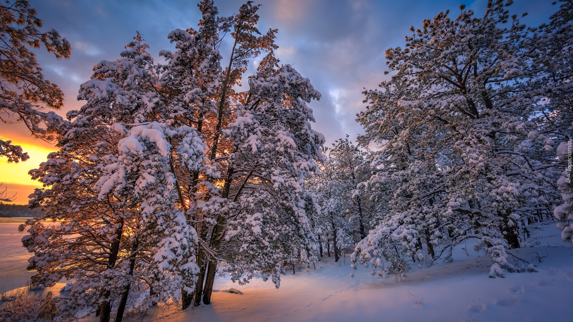 Ośnieżone, Drzewa, Zima, Śnieg, Wschód słońca