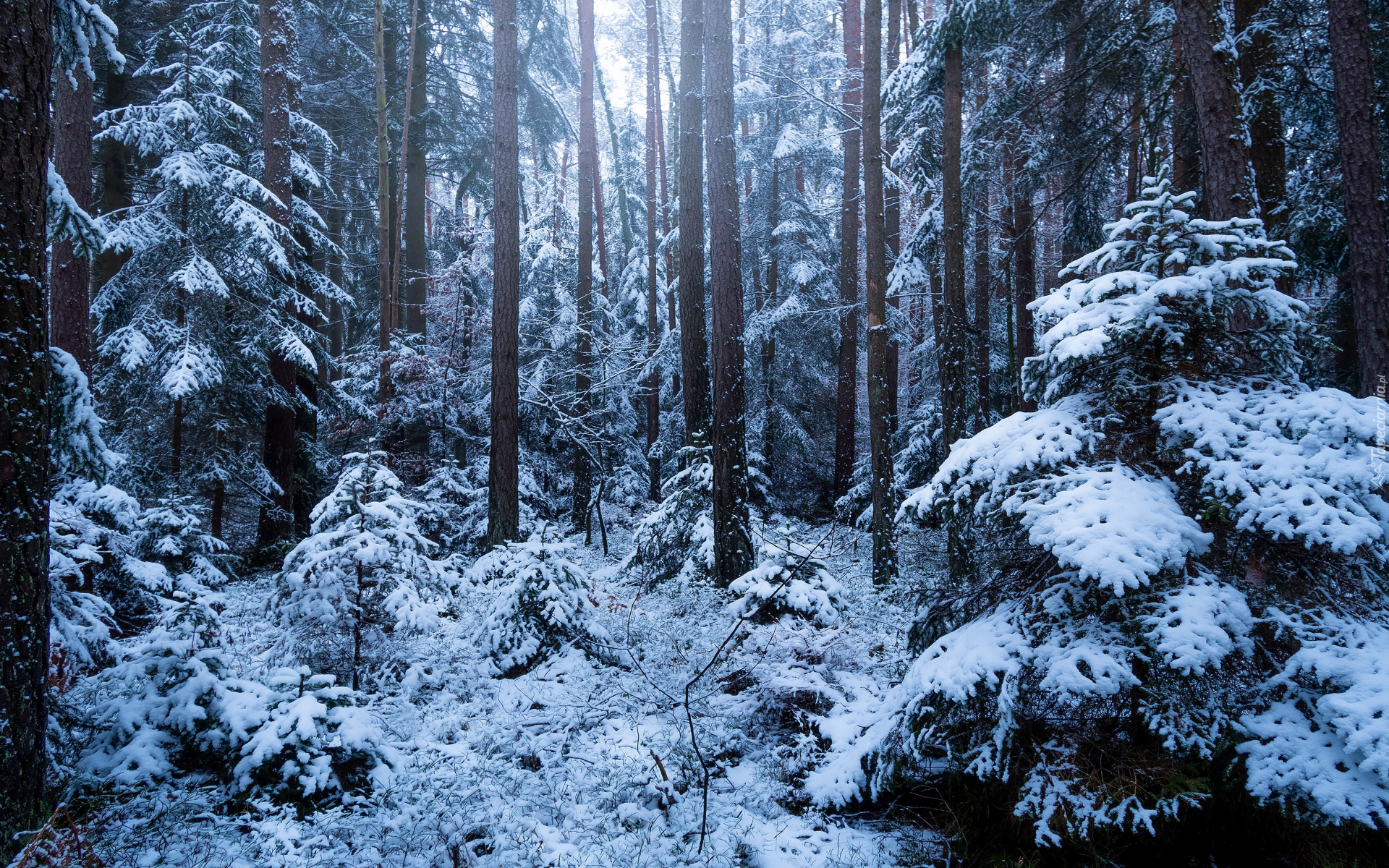 Las, Ośnieżone, Krzewy, Drzewa, Śnieg, Zima