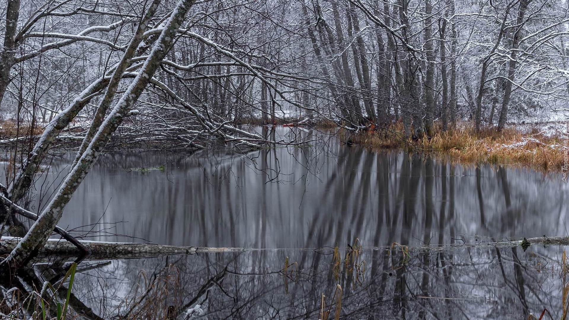 Rzeka, Ośnieżone, Drzewa, Trawa