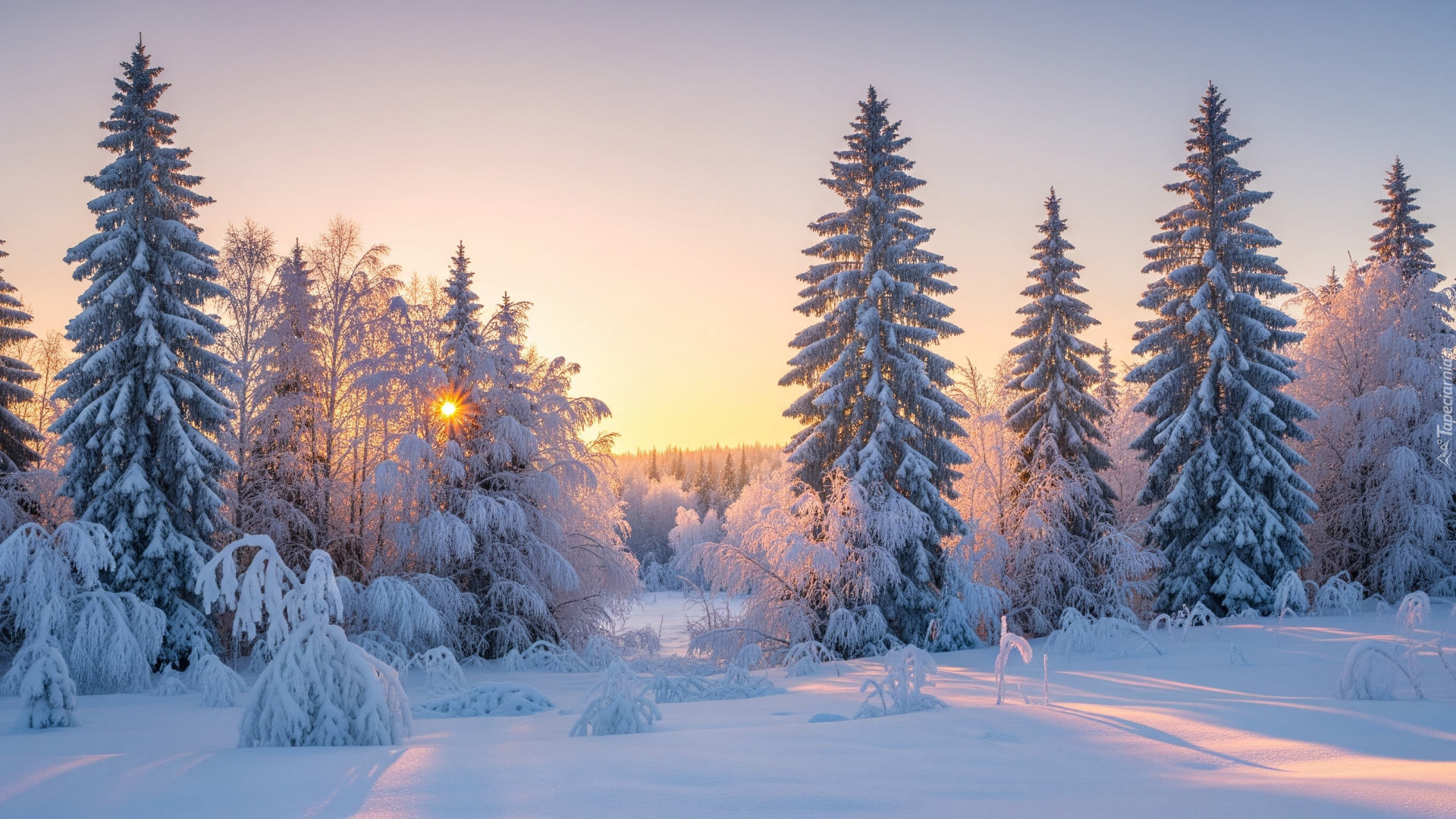 Zima, Drzewa, Ośnieżone, Las, Zachód Słońca