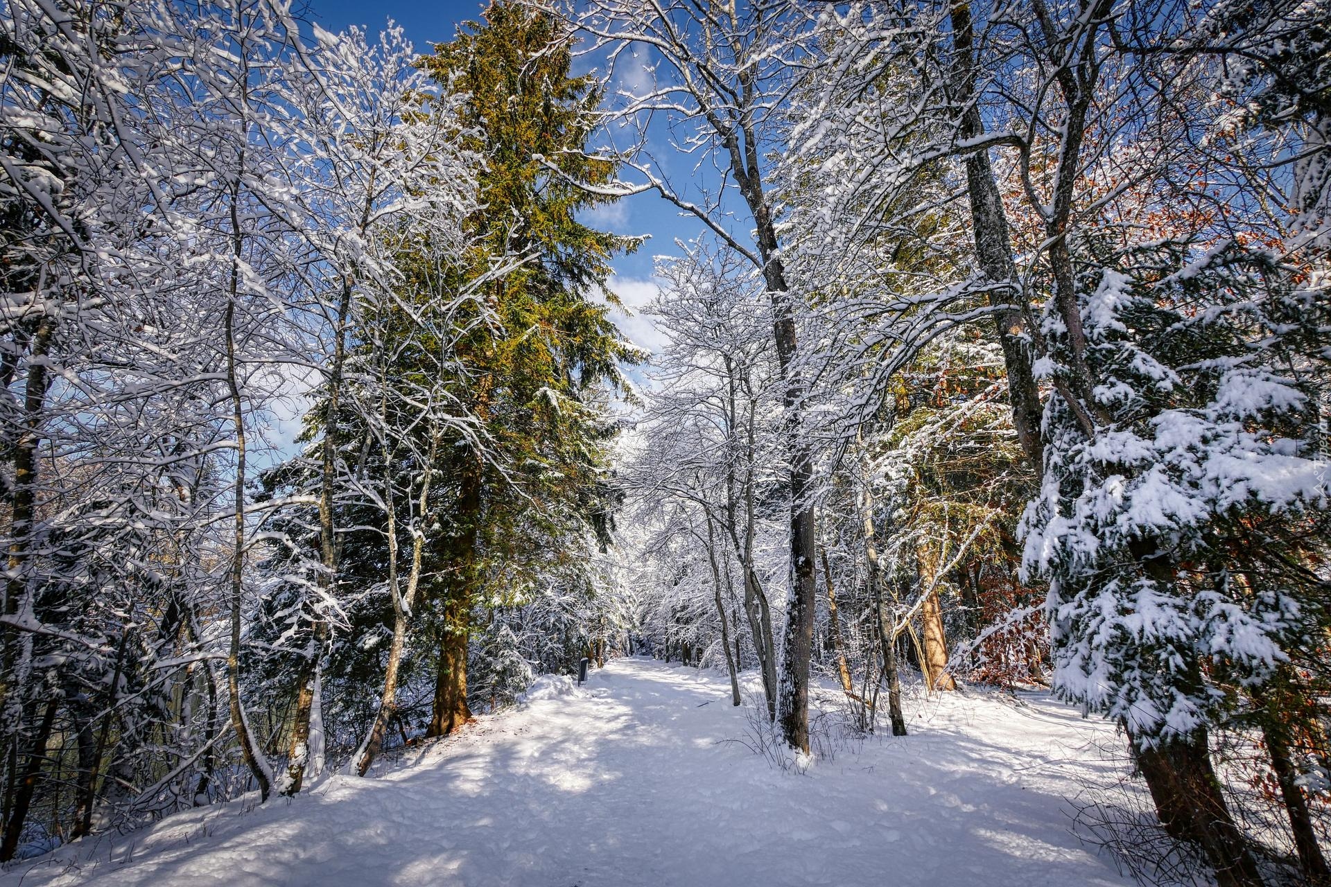 Las, Drzewa, Śnieg, Gałęzie, Zima