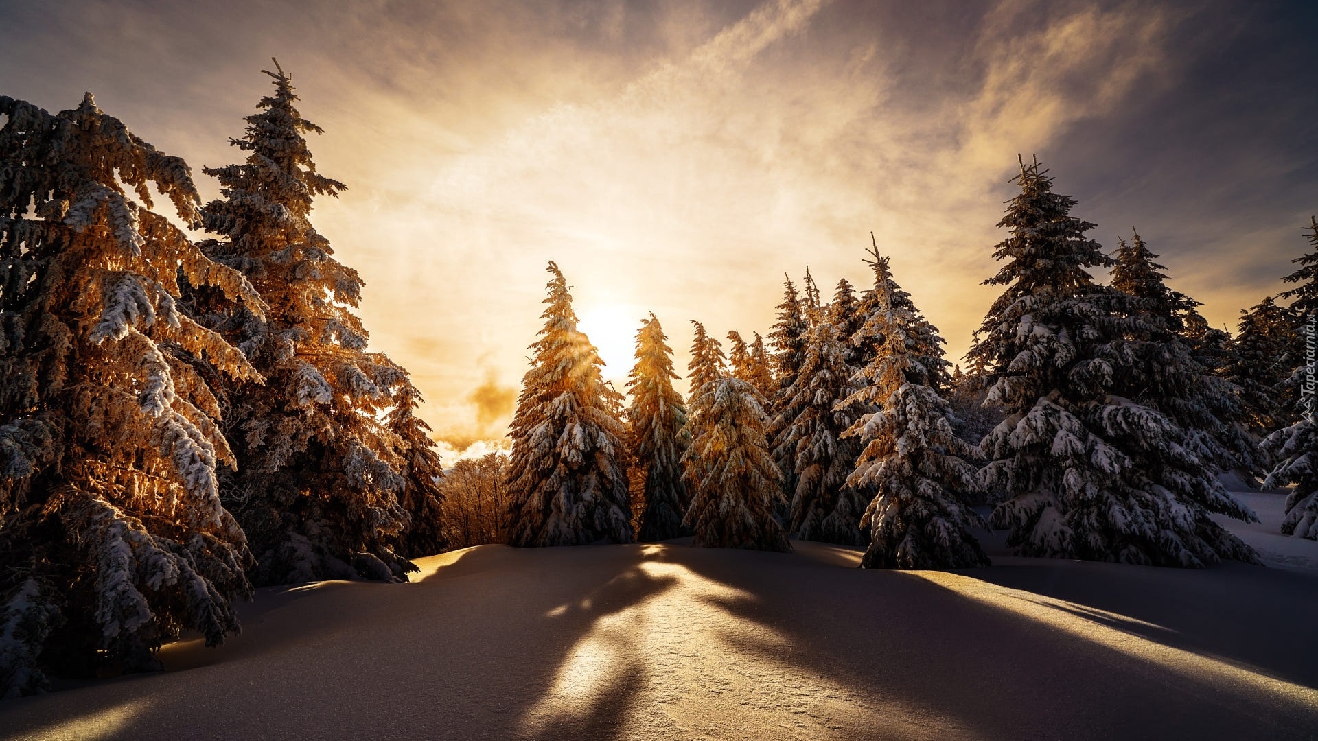 Zima, Śnieg, Zaśnieżone, Drzewa, Wschód słońca