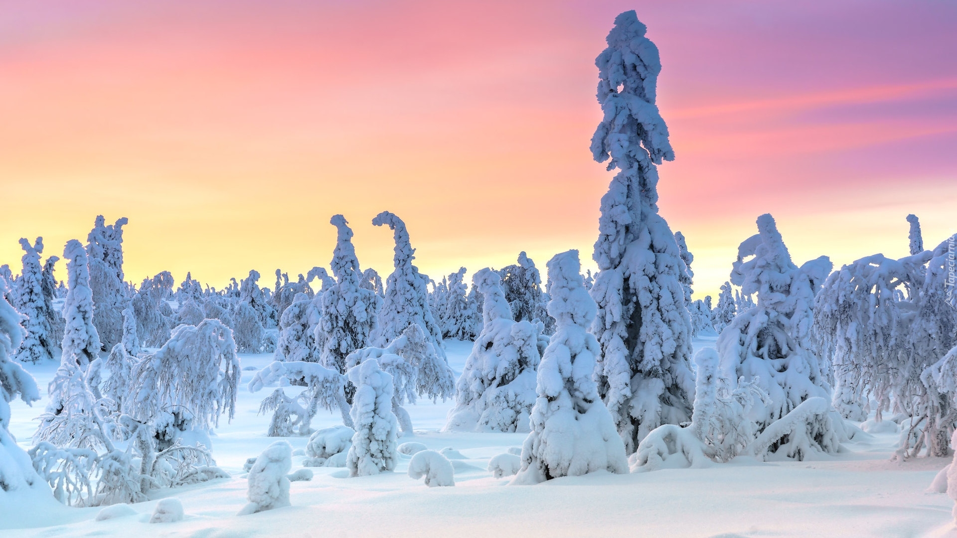 Park Narodowy Riisitunturi, Laponia, Finlandia, Zima, Drzewa, Ośnieżone