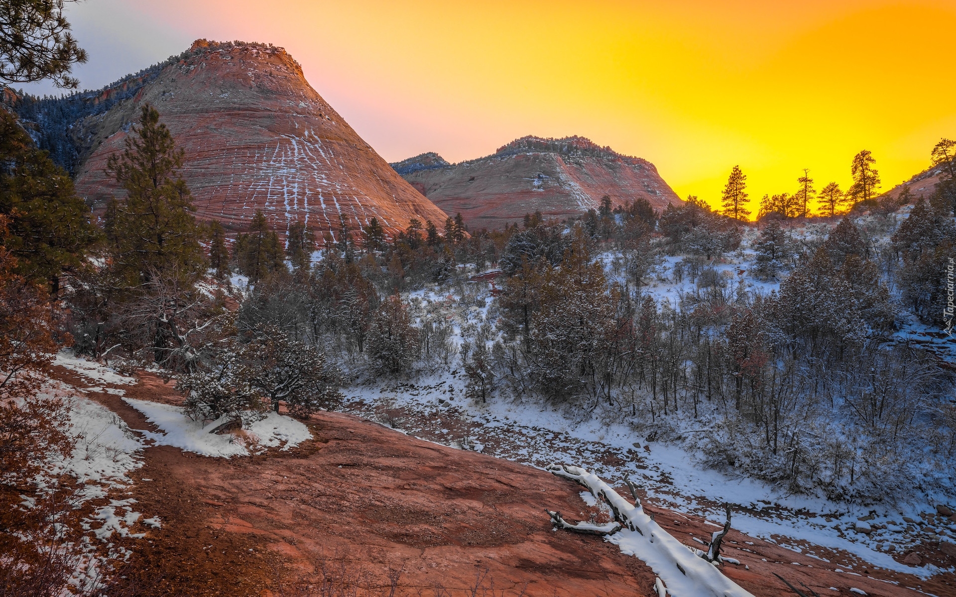 Park Narodowy Zion, Stan Utah, Stany Zjednoczone, Zima, Śnieg, Drzewa, Wzgórza