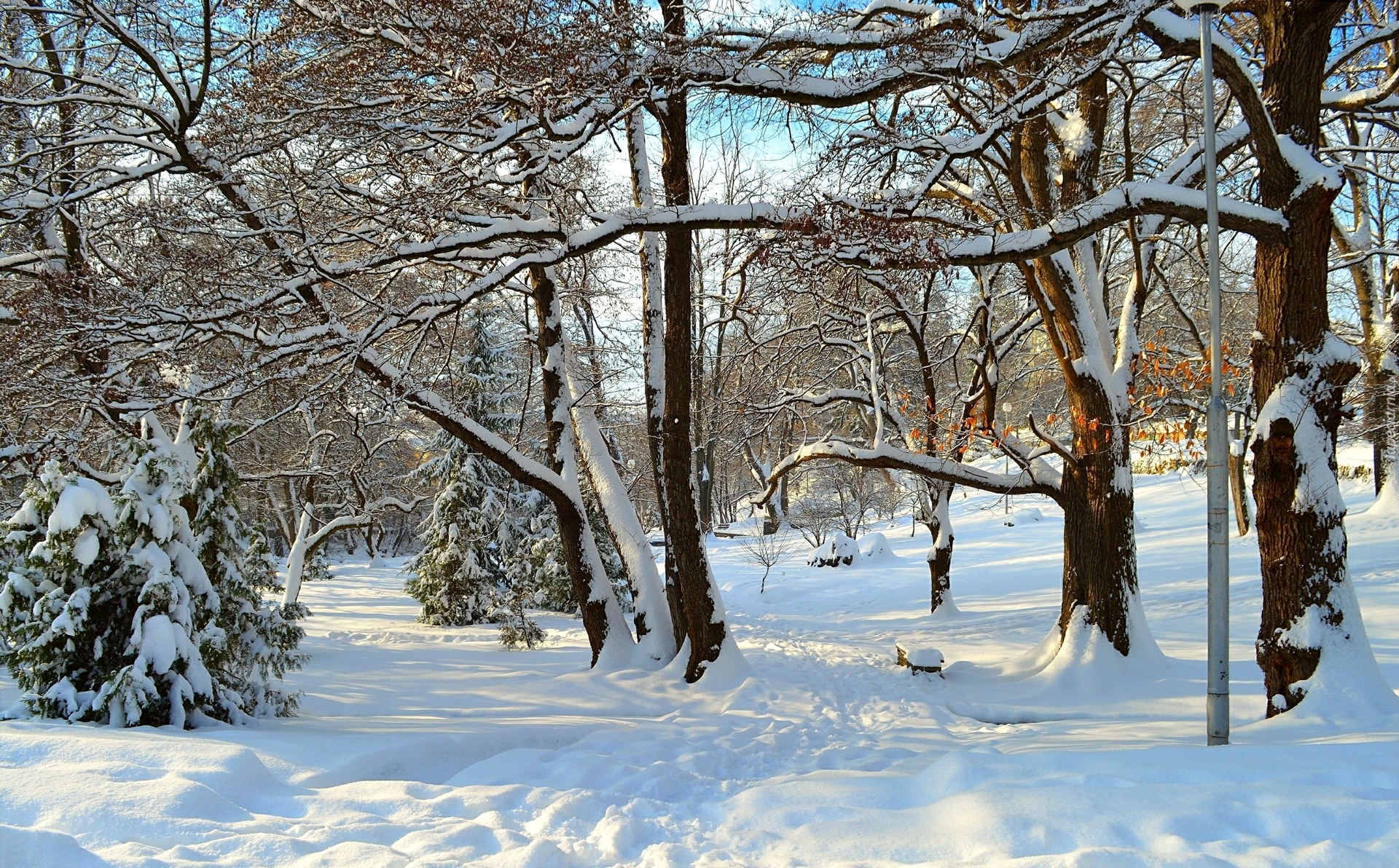 Zima, Śnieg, Park, Ośnieżone, Drzewa