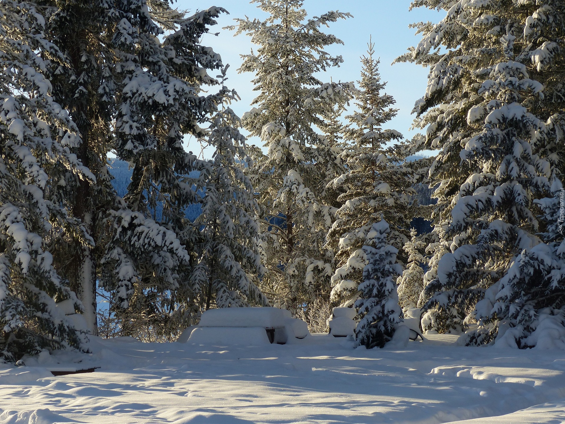 Zima, Las, Drzewa, Śnieg, Stół, Krzesła