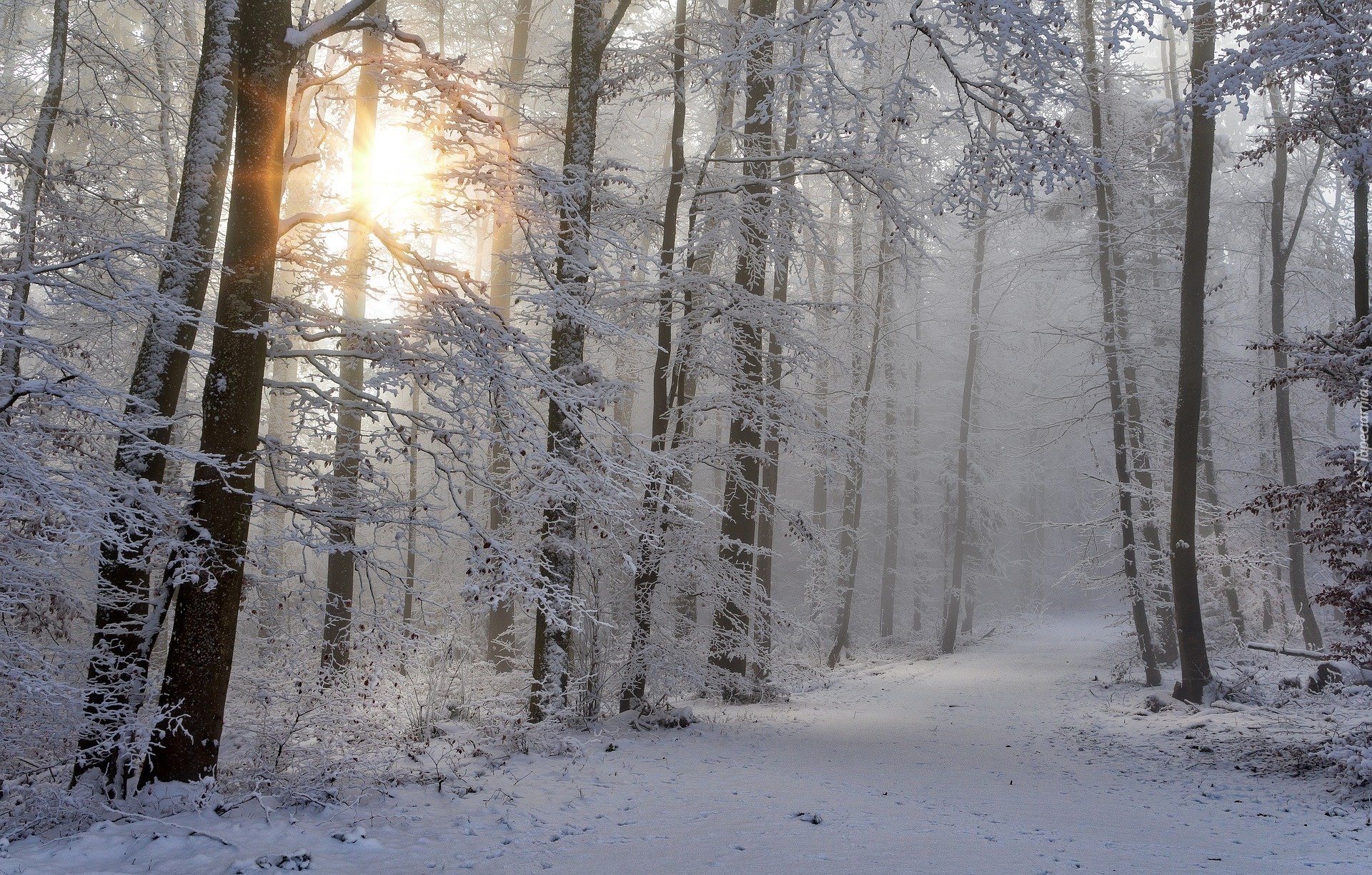 Zima, Drzewa, Las, Śnieg, Mgła, Słońce