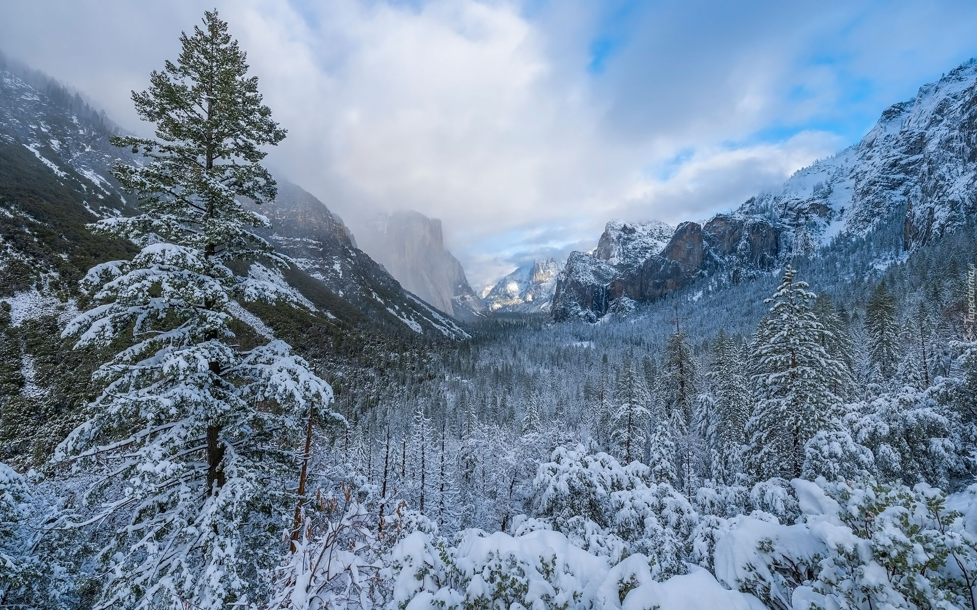 Zima, Śnieg, Drzewa, Góry, Mgłą, Park Narodowy Yosemite, Stany Zjednoczone