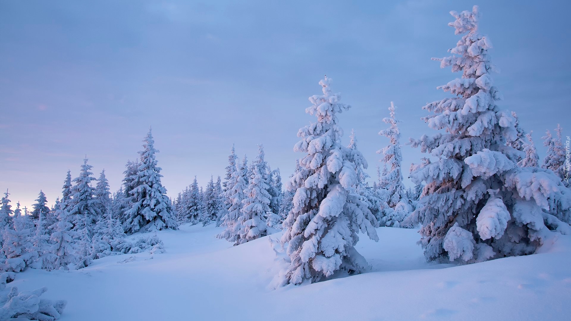 Zima, Zaspy, Śnieg, Ośnieżone, Drzewa