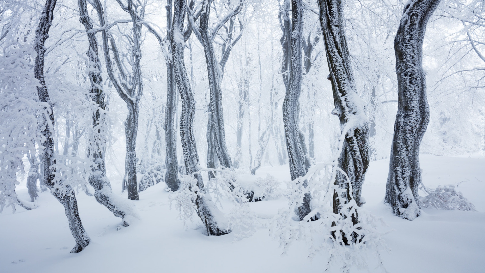 Las, Drzewa, Zima, Śnieg