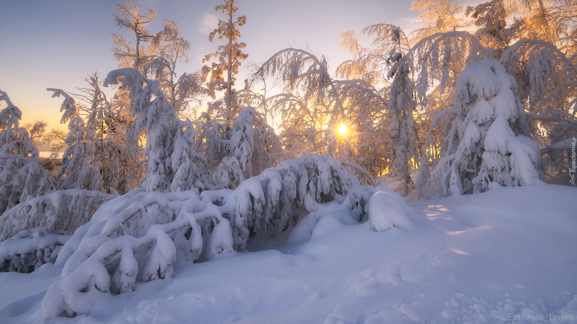 Drzewa, Śnieg, Zima, Wschód słońca