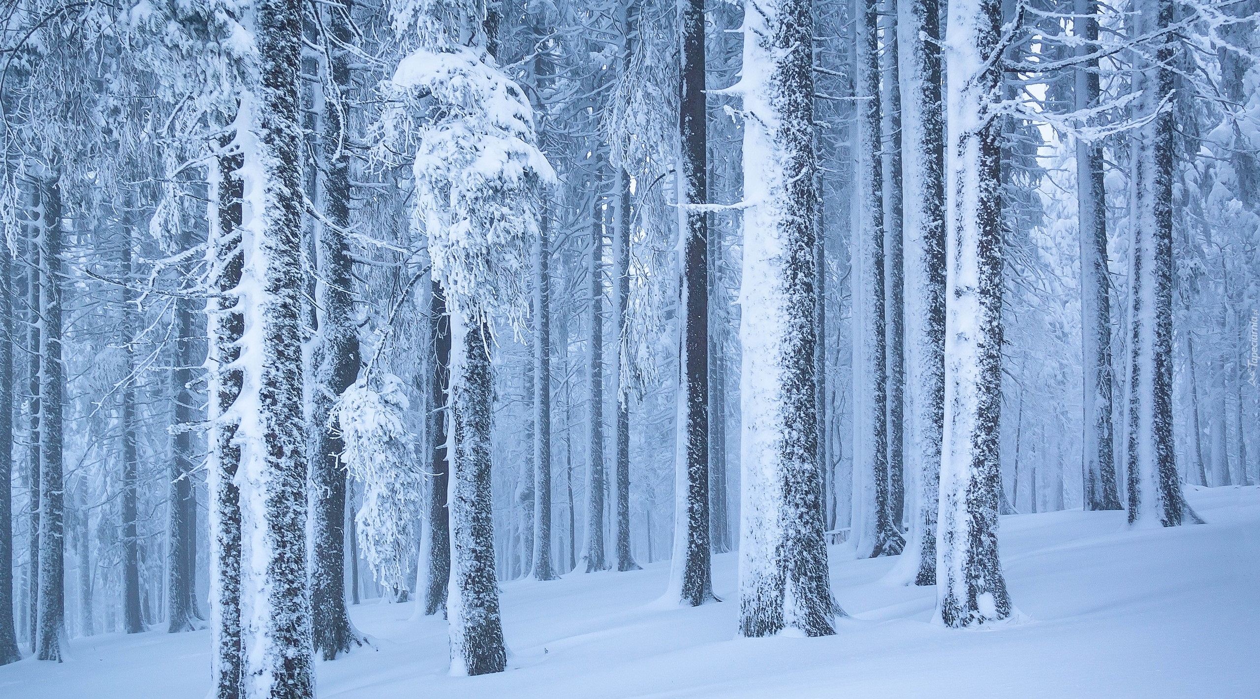 Zima, Las, Ośnieżone, Drzewa, Śnieg