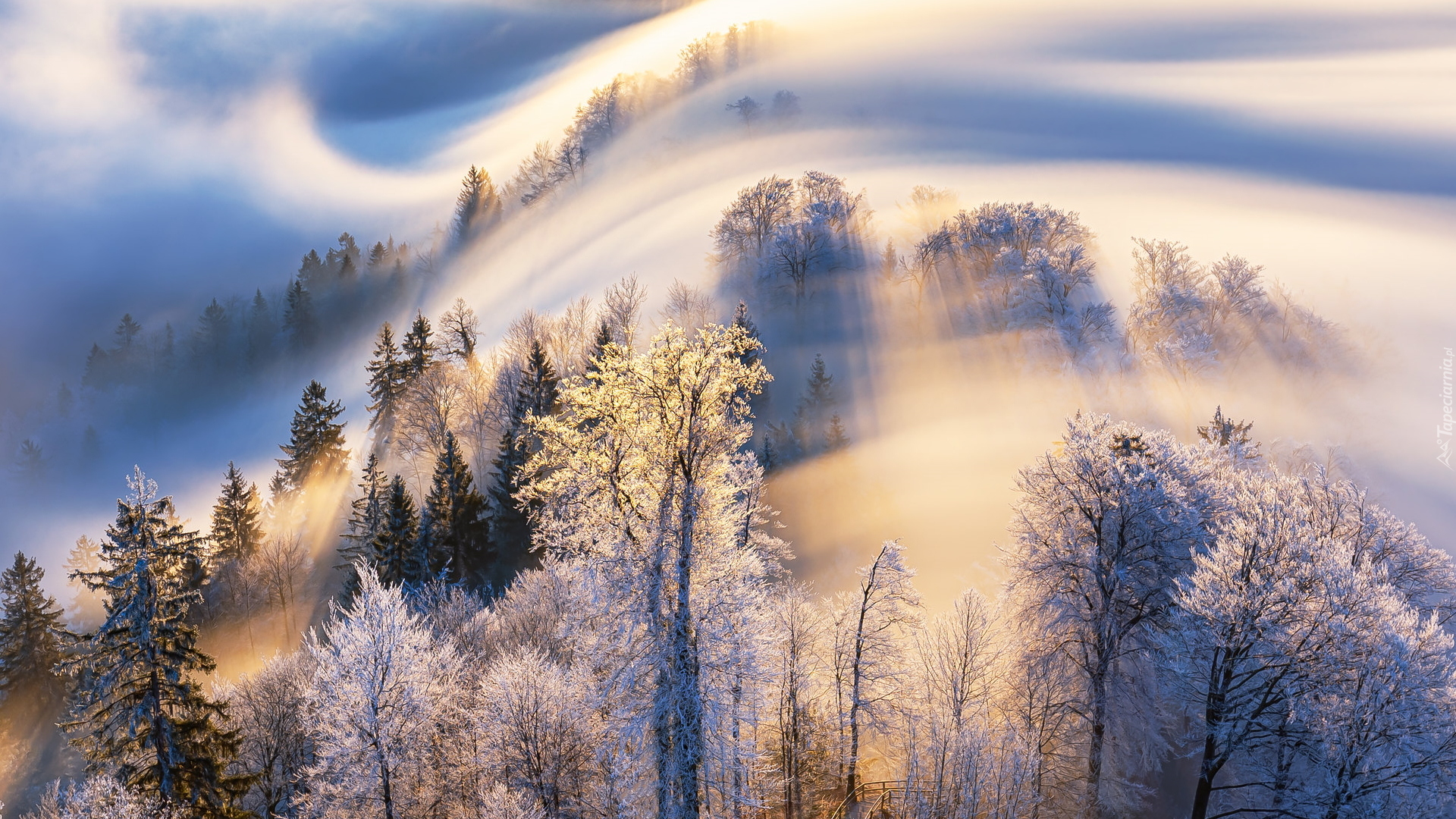 Góra Uetliberg, Zima, Mgła, Drzewa, Szwajcaria