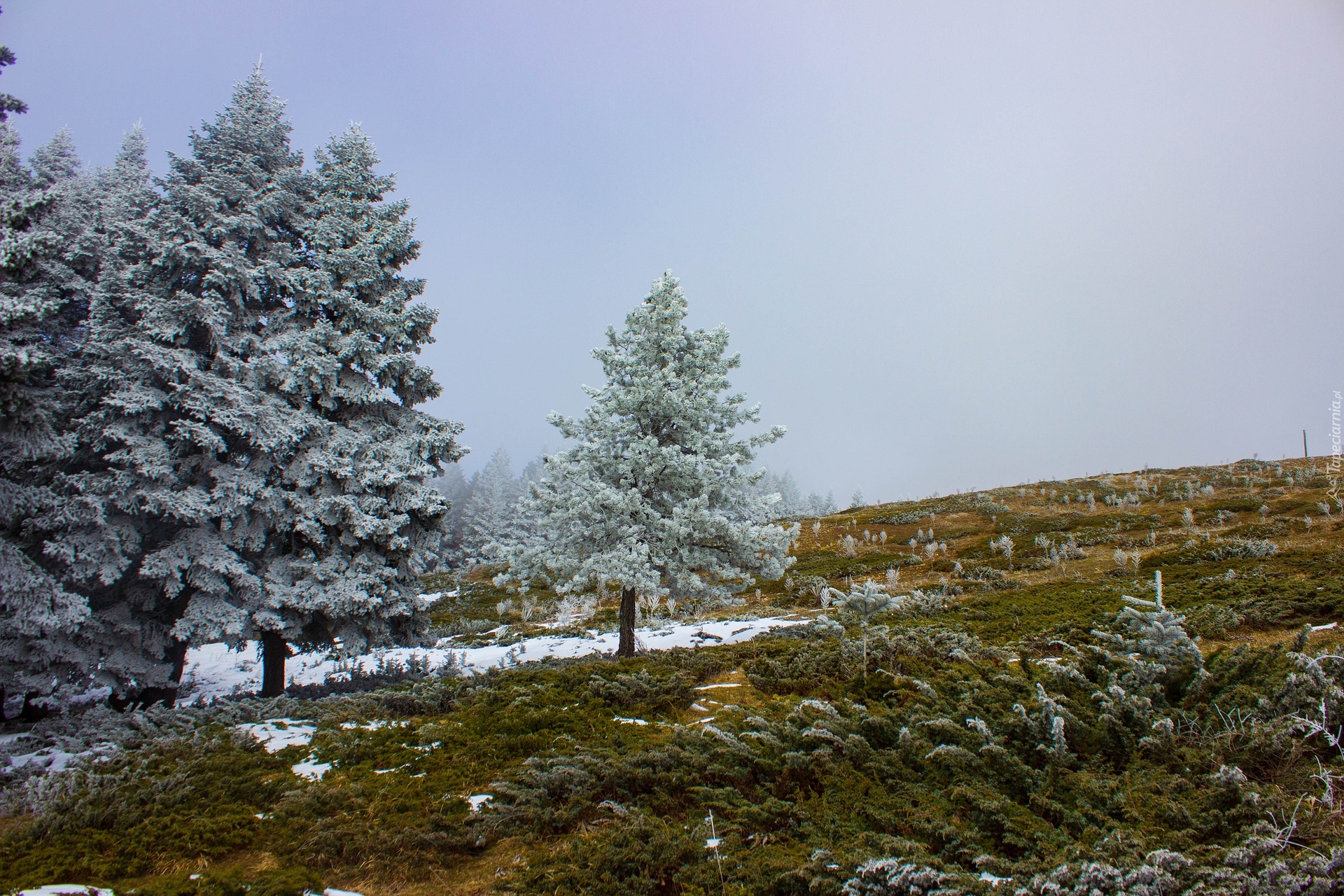 Zima, Ośnieżone, Drzewa, Wzgórze