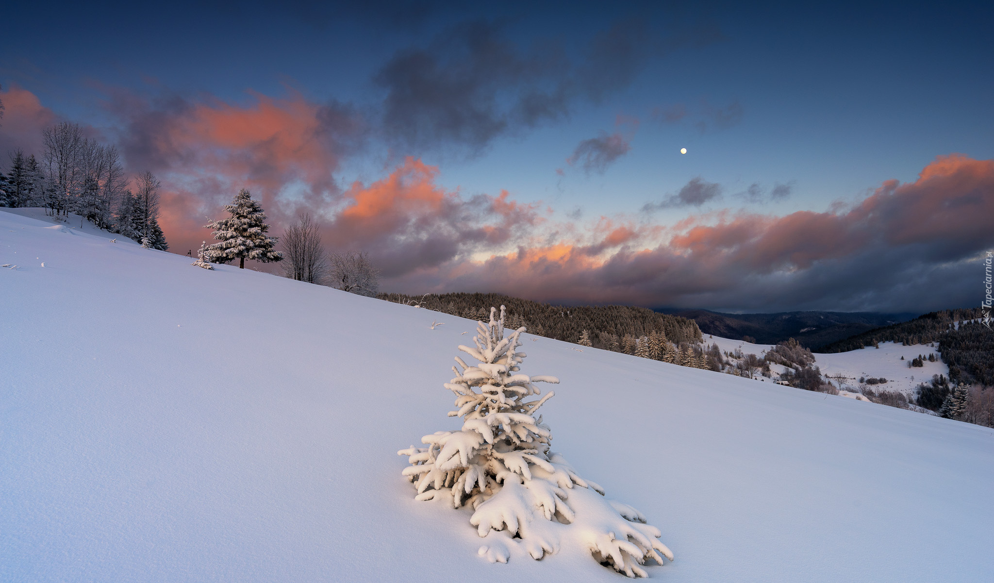 Zima, Drzewo, Śnieg, Wzgórze
