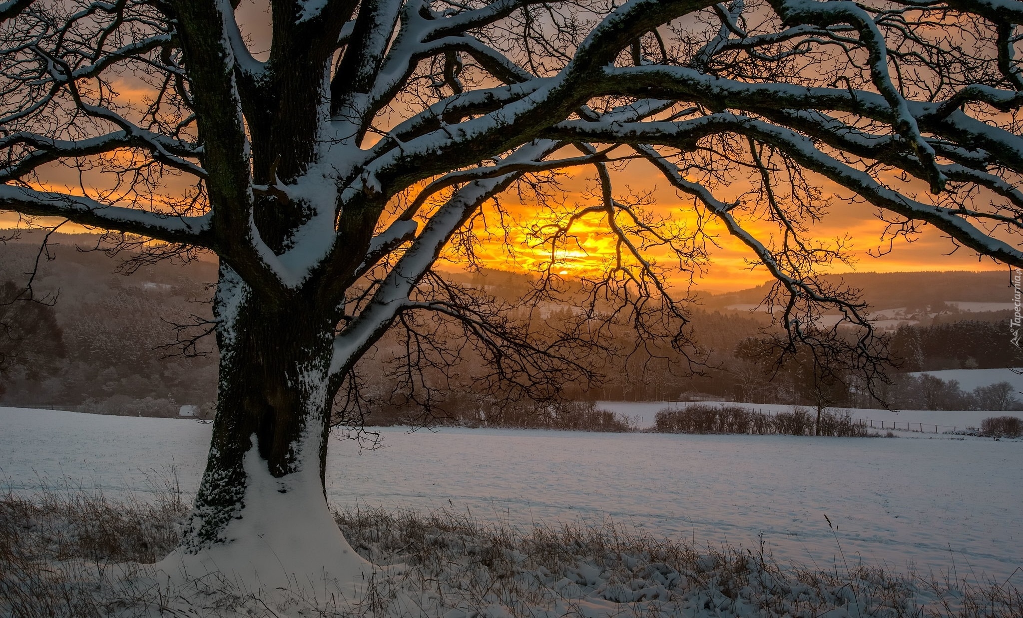 Zachód słońca, Zima, Drzewo, Śnieg