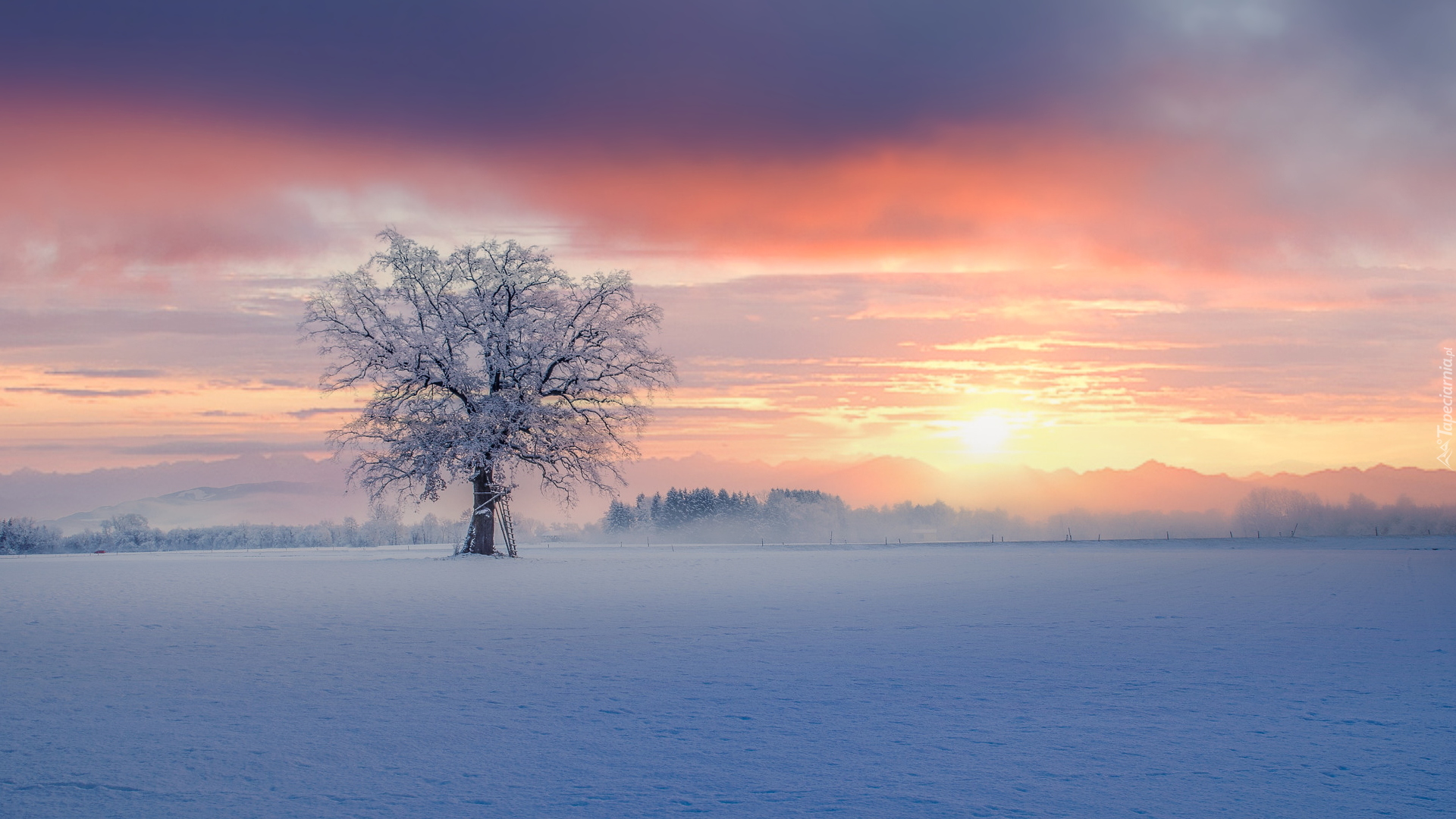 Zima, Ośnieżone, Drzewo, Pole, Wschód słońca
