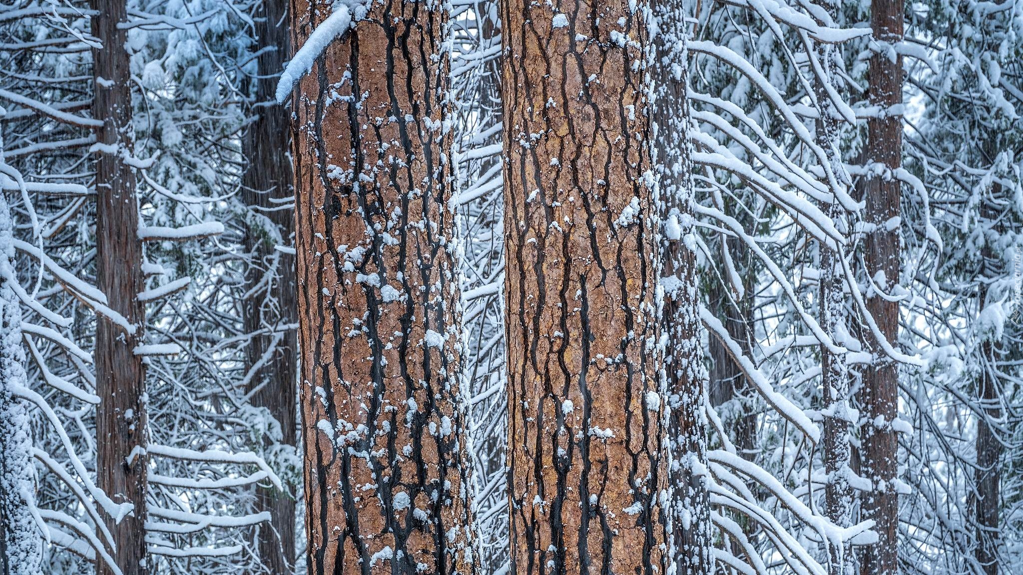 Zima, Śnieg, Drzewa, Pnie