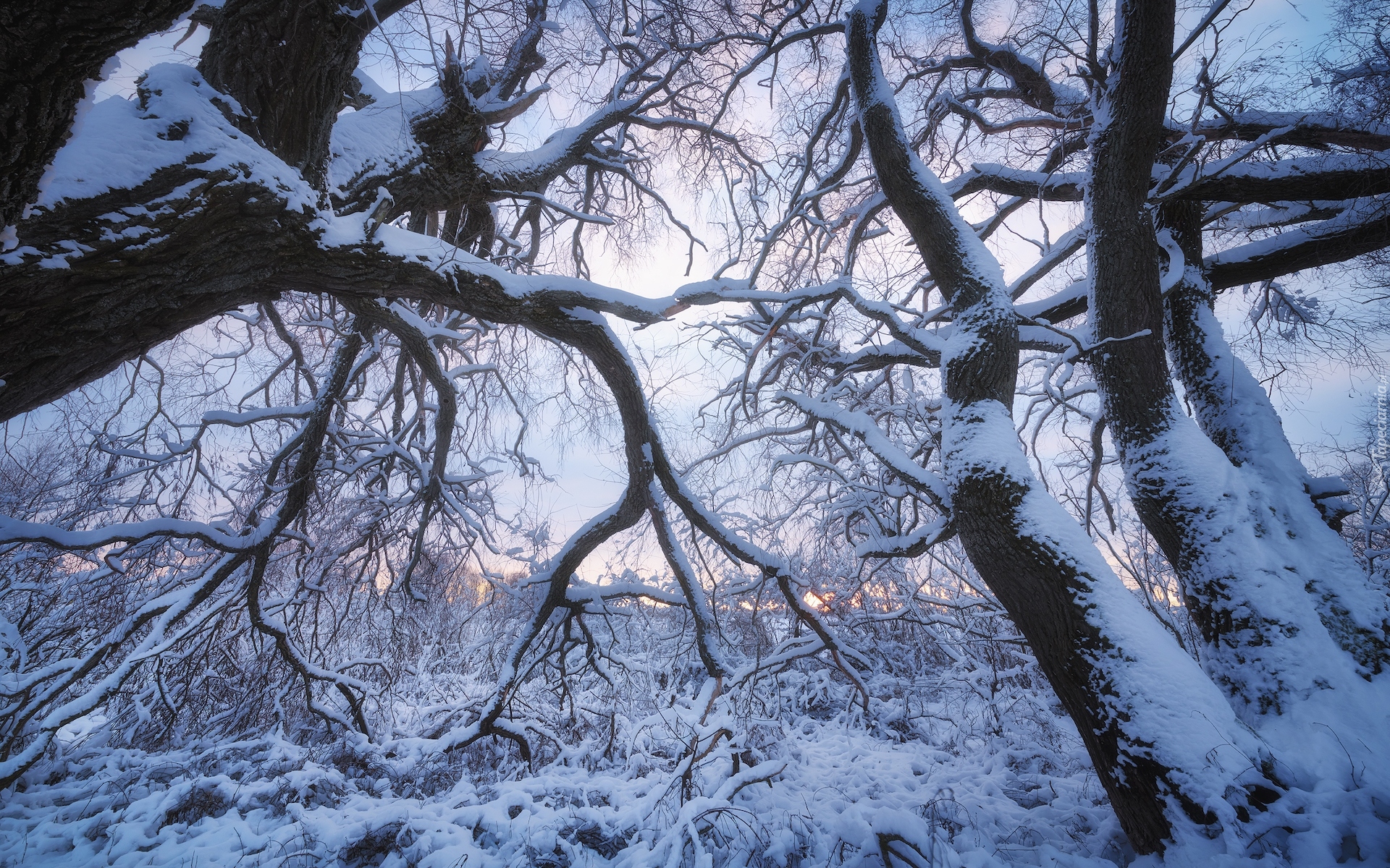 Zima, Śnieg, Drzewo, Gałęzie, Ośnieżone