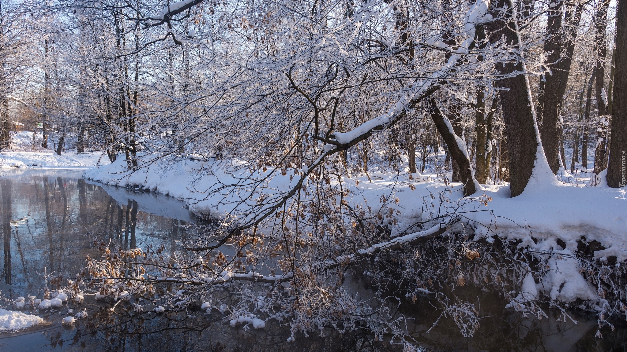 Zima, Drzewa, Rzeka, Śnieg
