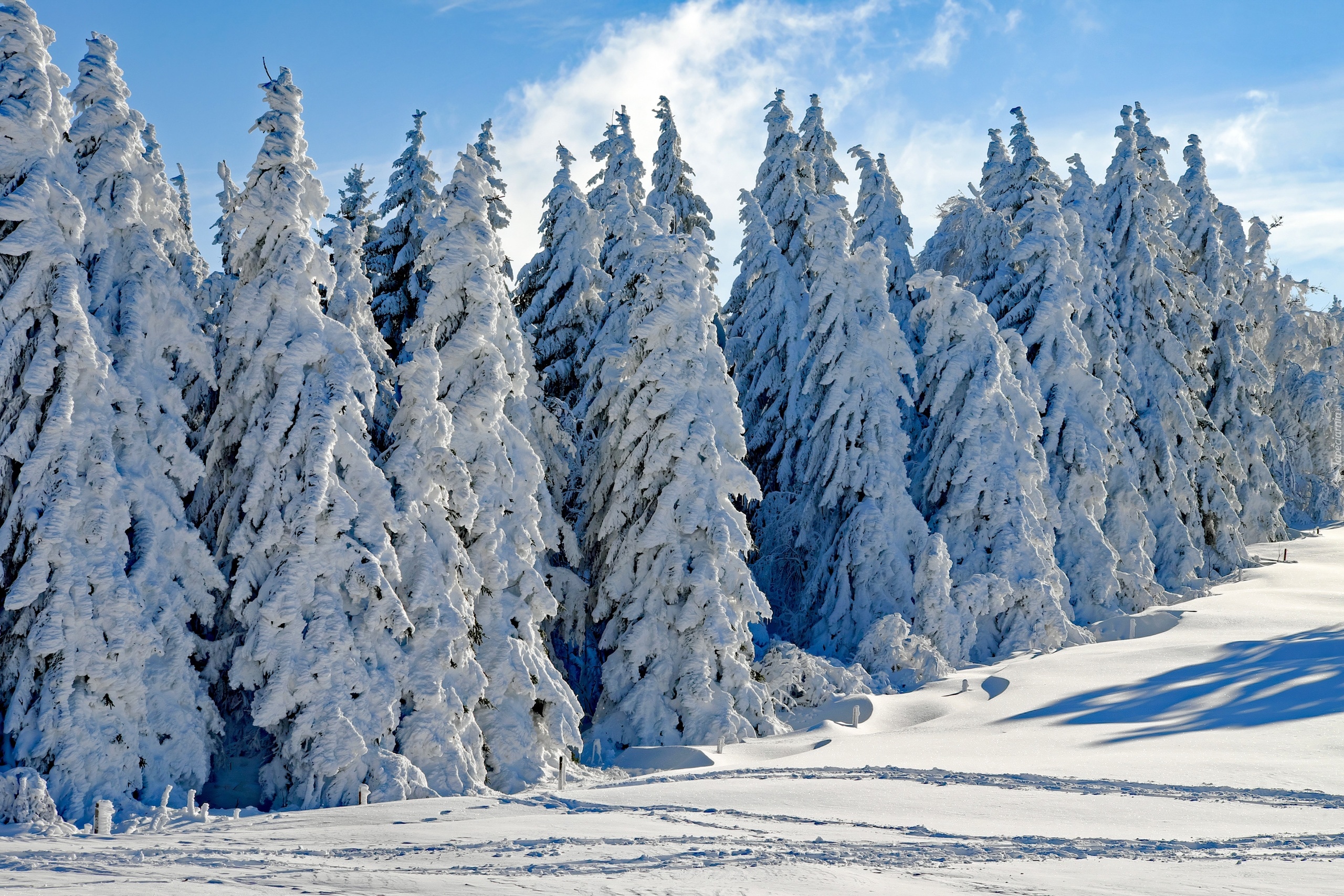 Zima, Śnieg, Drzewa, Jodły