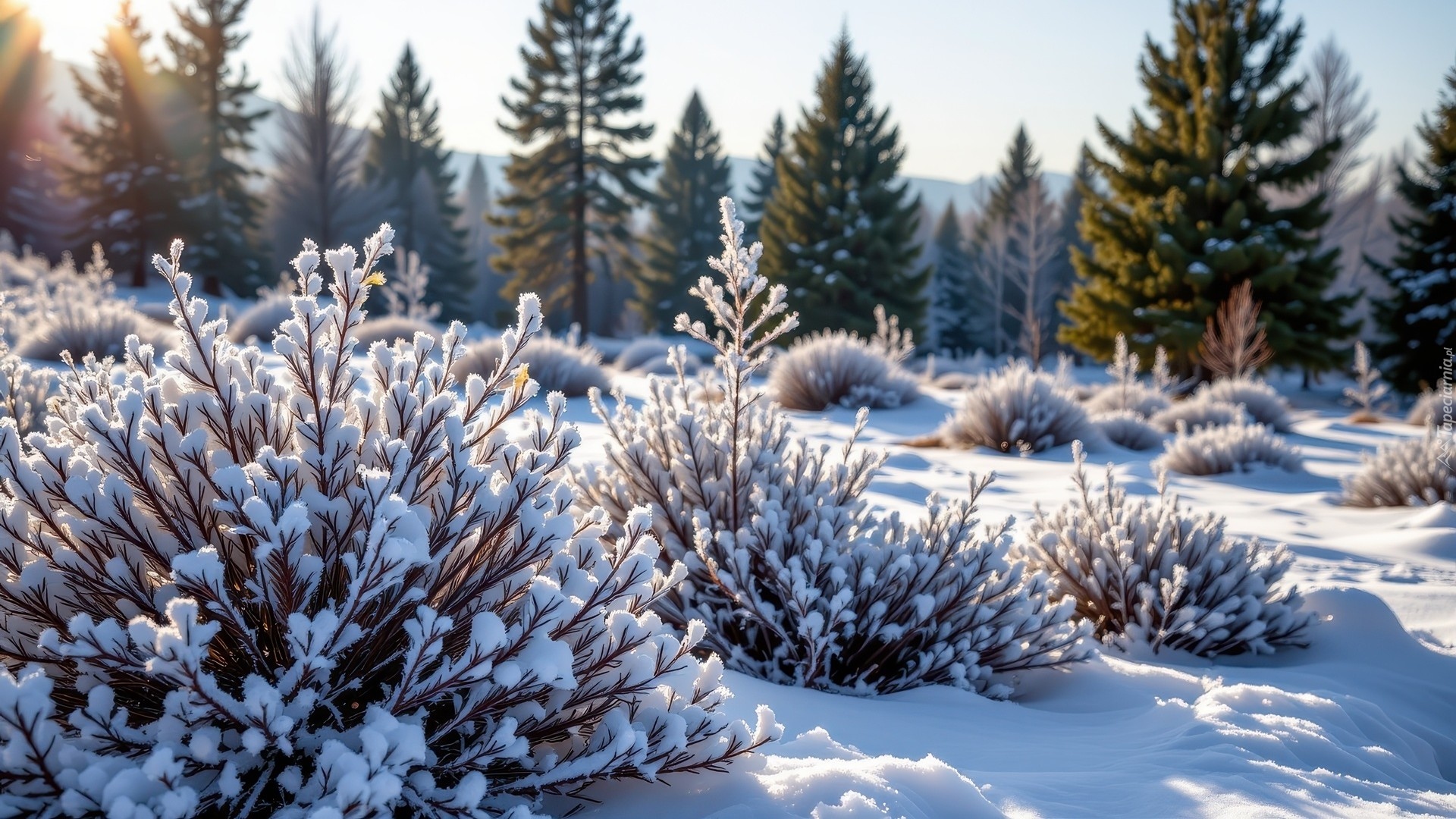 Zima, Drzewa, Ośnieżone, Krzewy, Rośliny
