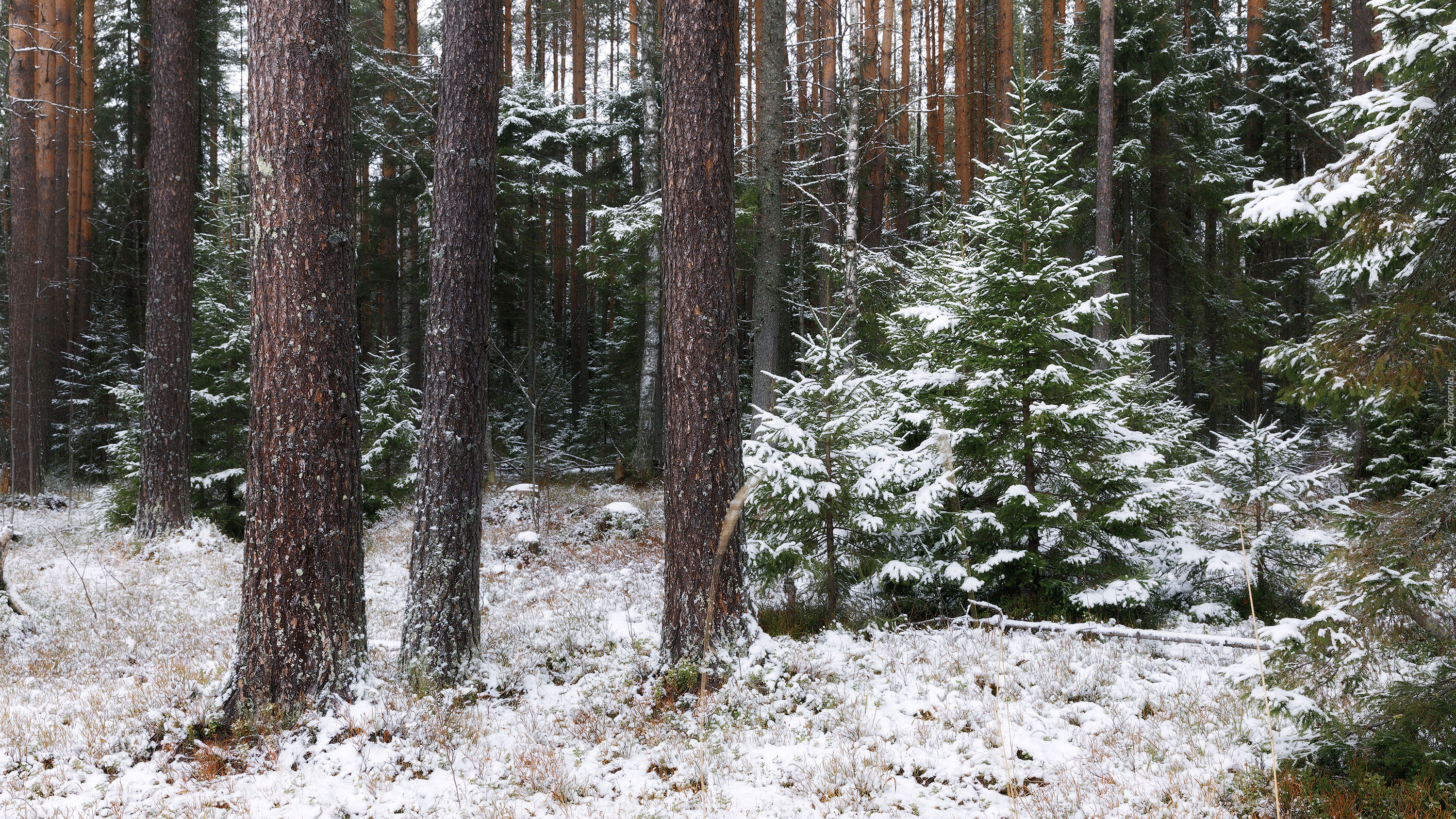Zima, Śnieg, Las, Ośnieżone, Drzewa, Pnie