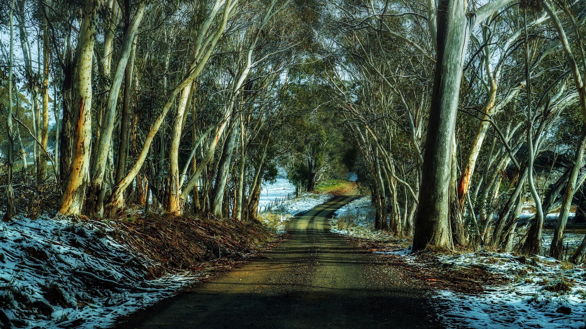 Droga, Drzewa, Zima, Śnieg