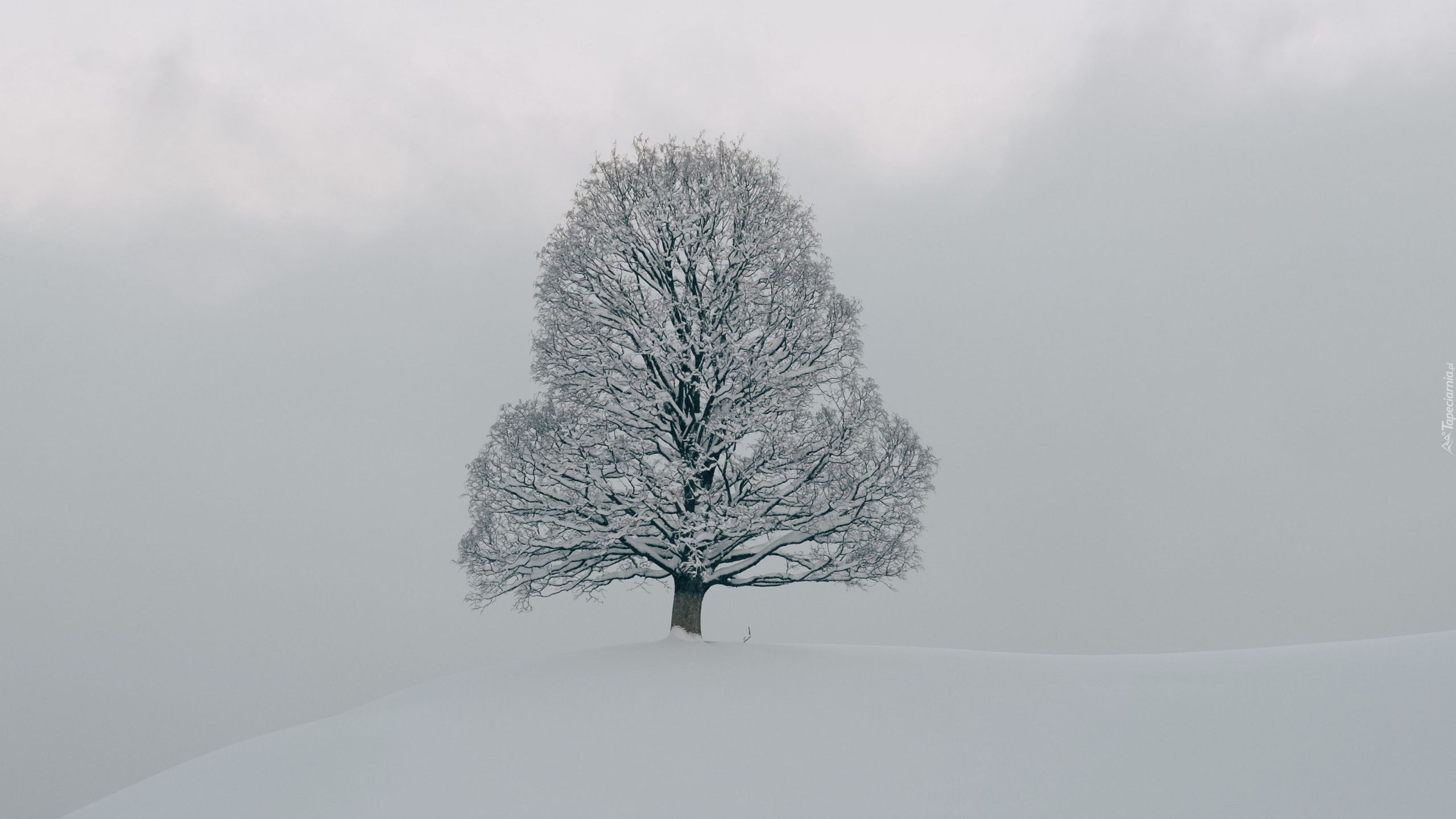 Ośnieżone, Drzewo, Zima, Śnieg