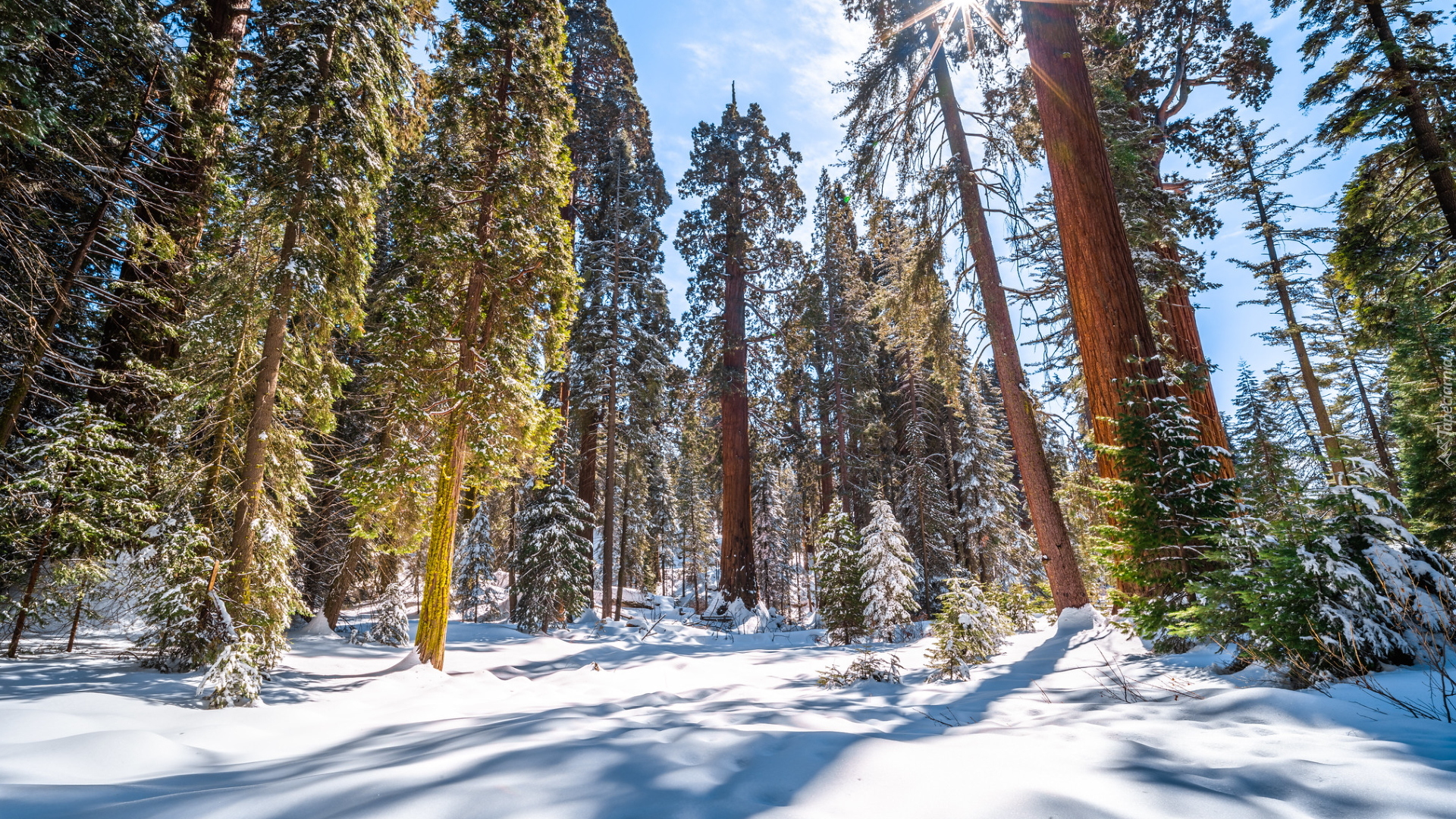 Zima, Las, Drzewa, Sekwoja, General Grant Grove, Promienie słońca, Park Narodowy Kings Canyon, Kalifornia, Stany Zjednoczone