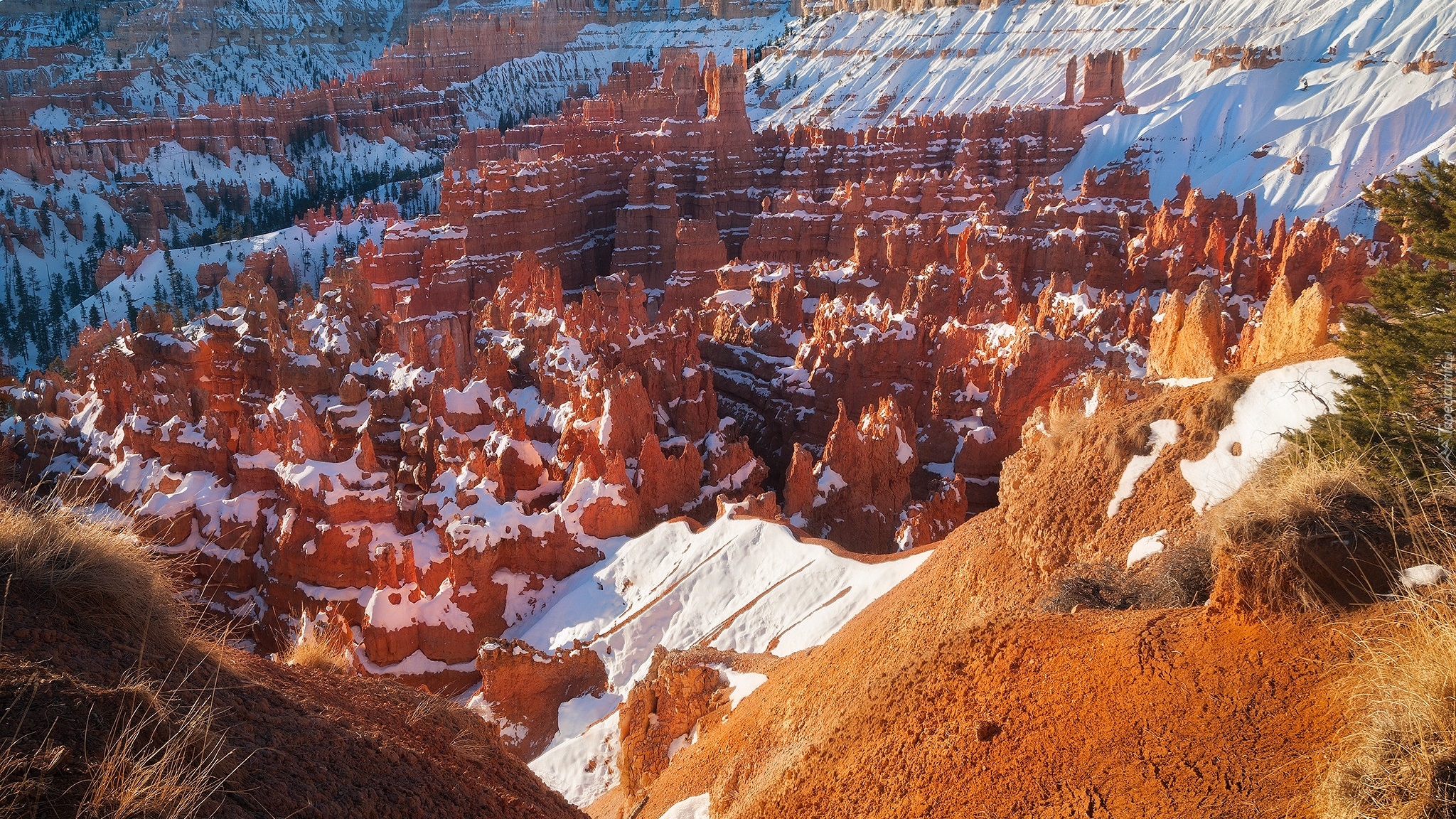 Skały, Śnieg, Rośliny, Kanion, Park Narodowy Bryce Canyon, Utah, Stany Zjednoczone