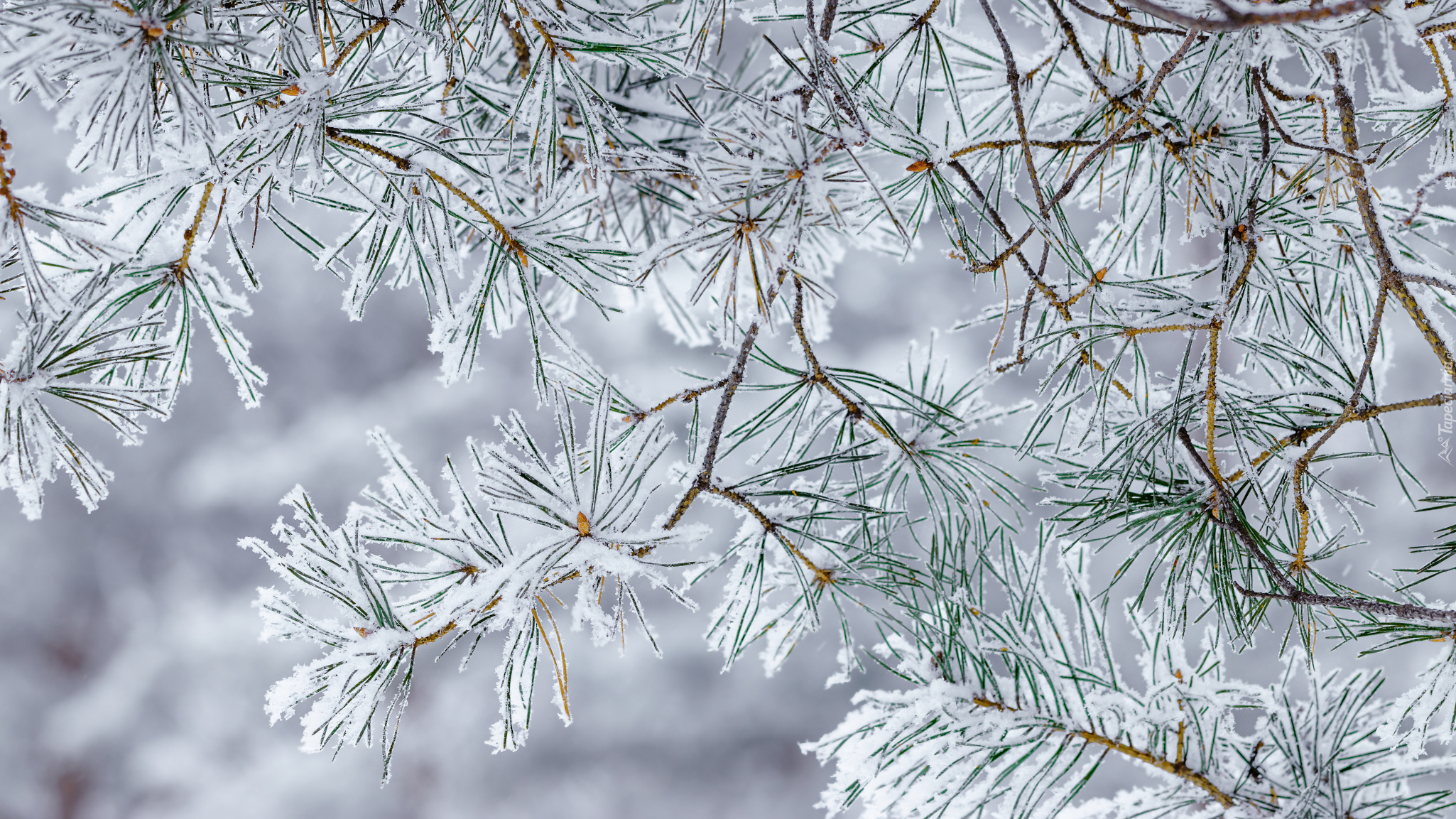 Ośnieżone, Gałązki, Sosny