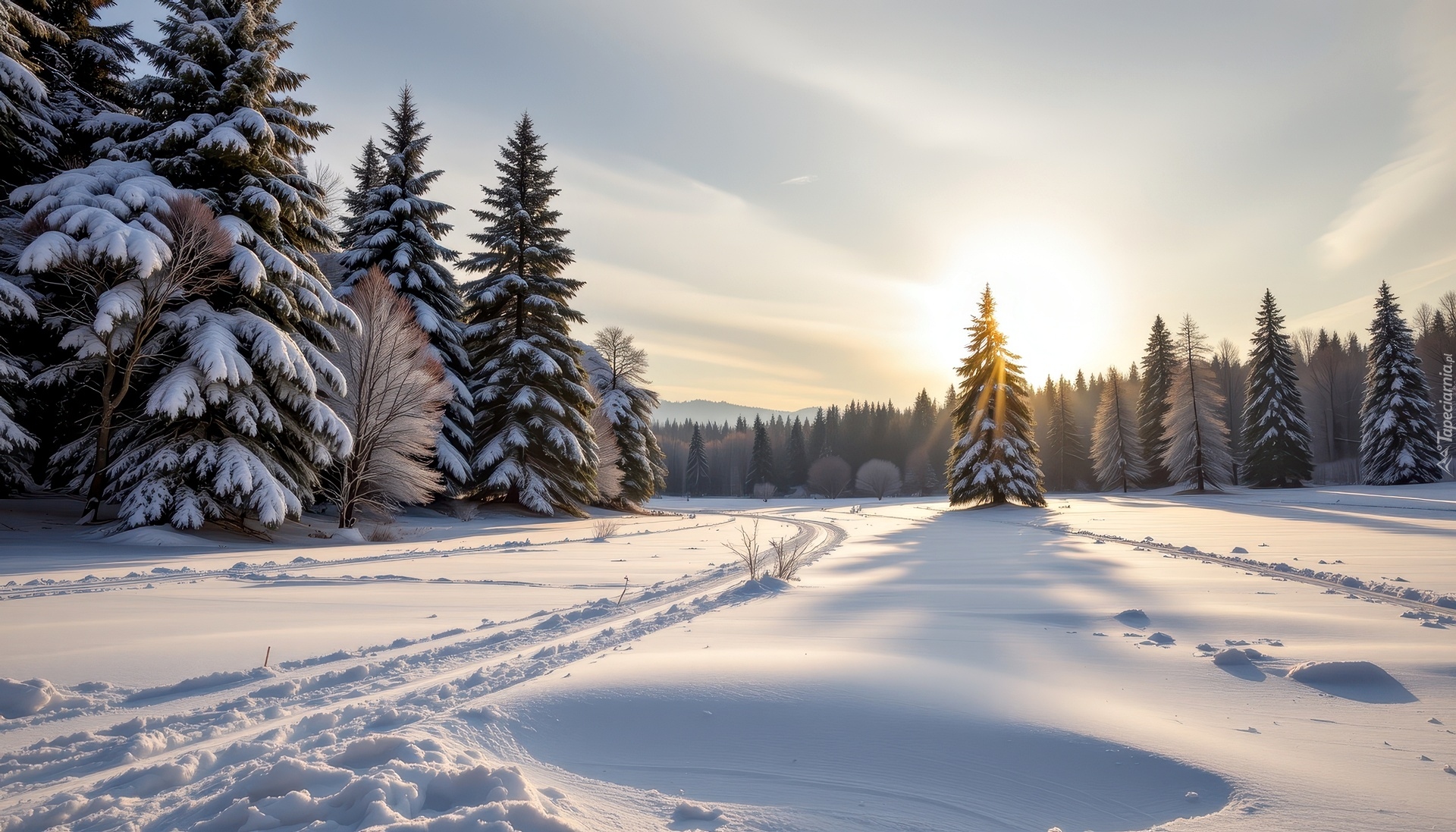 Zima, Świerki, Drzewa, Ośnieżone, Pole, Grafika AI