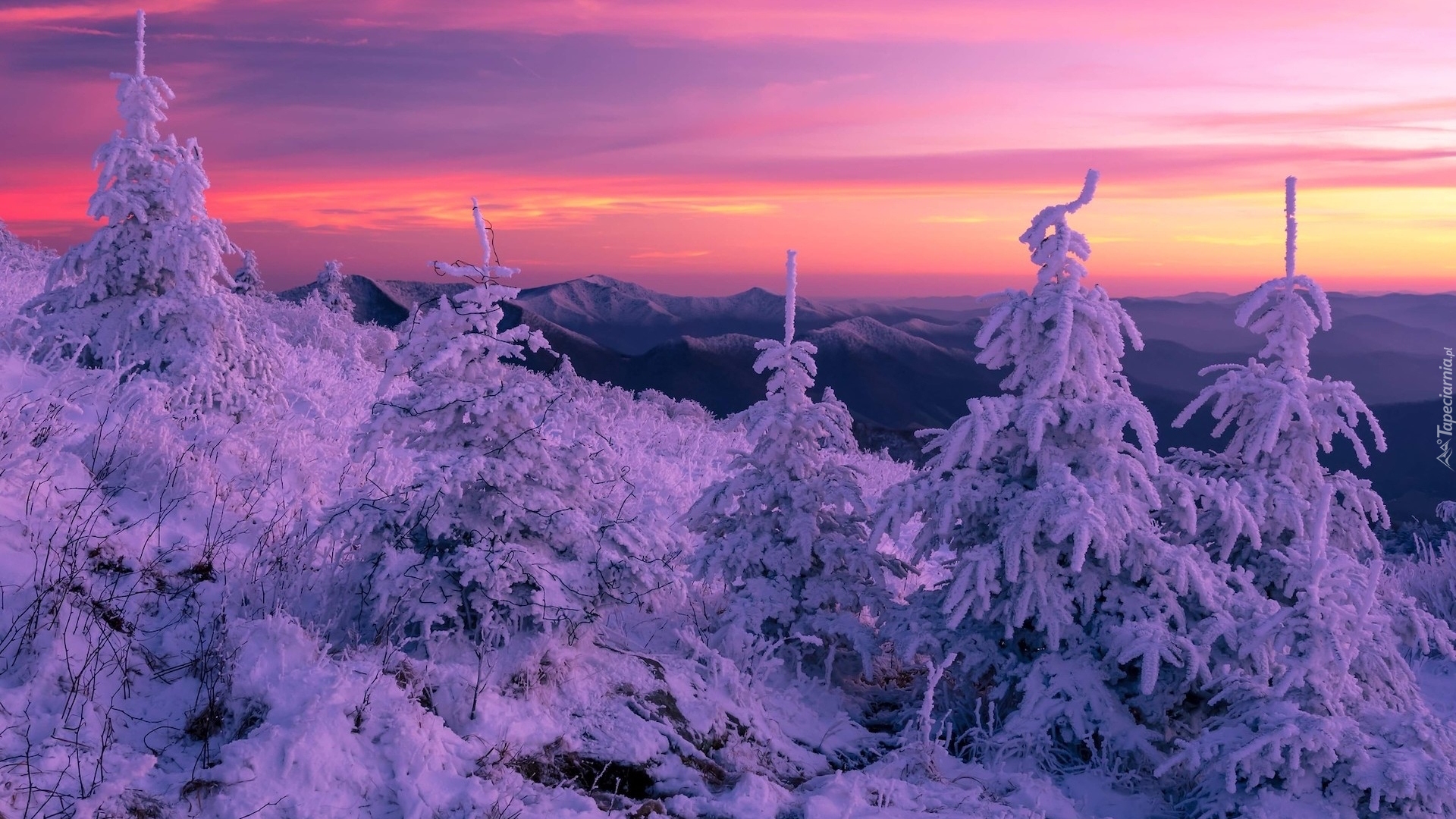 Zima, Śnieg, Świerki, Góry, Pasmo Błękitne, Blue Ridge Mountain, Północna Karolina, Stany Zjednoczone