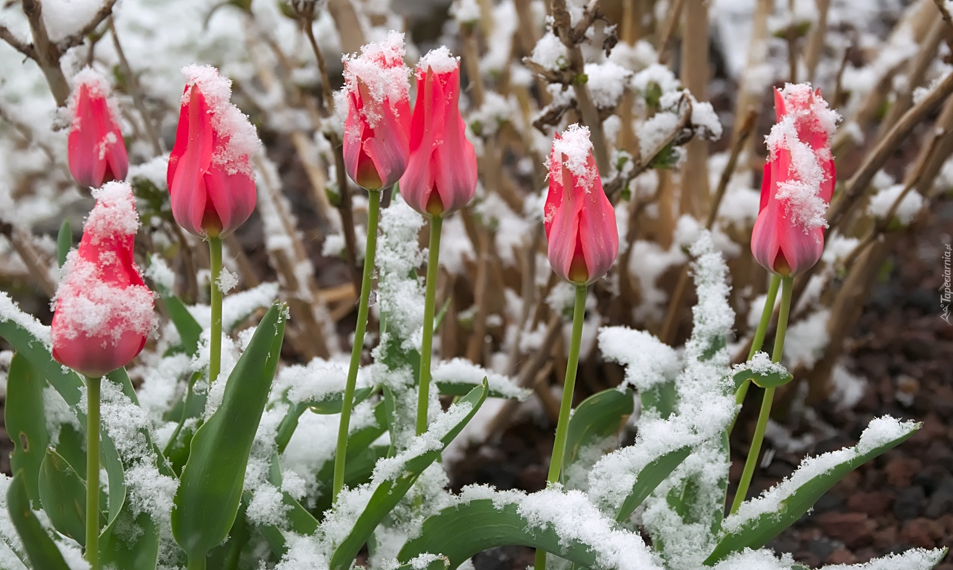 Różowe, Tulipany, Pąki, Śnieg