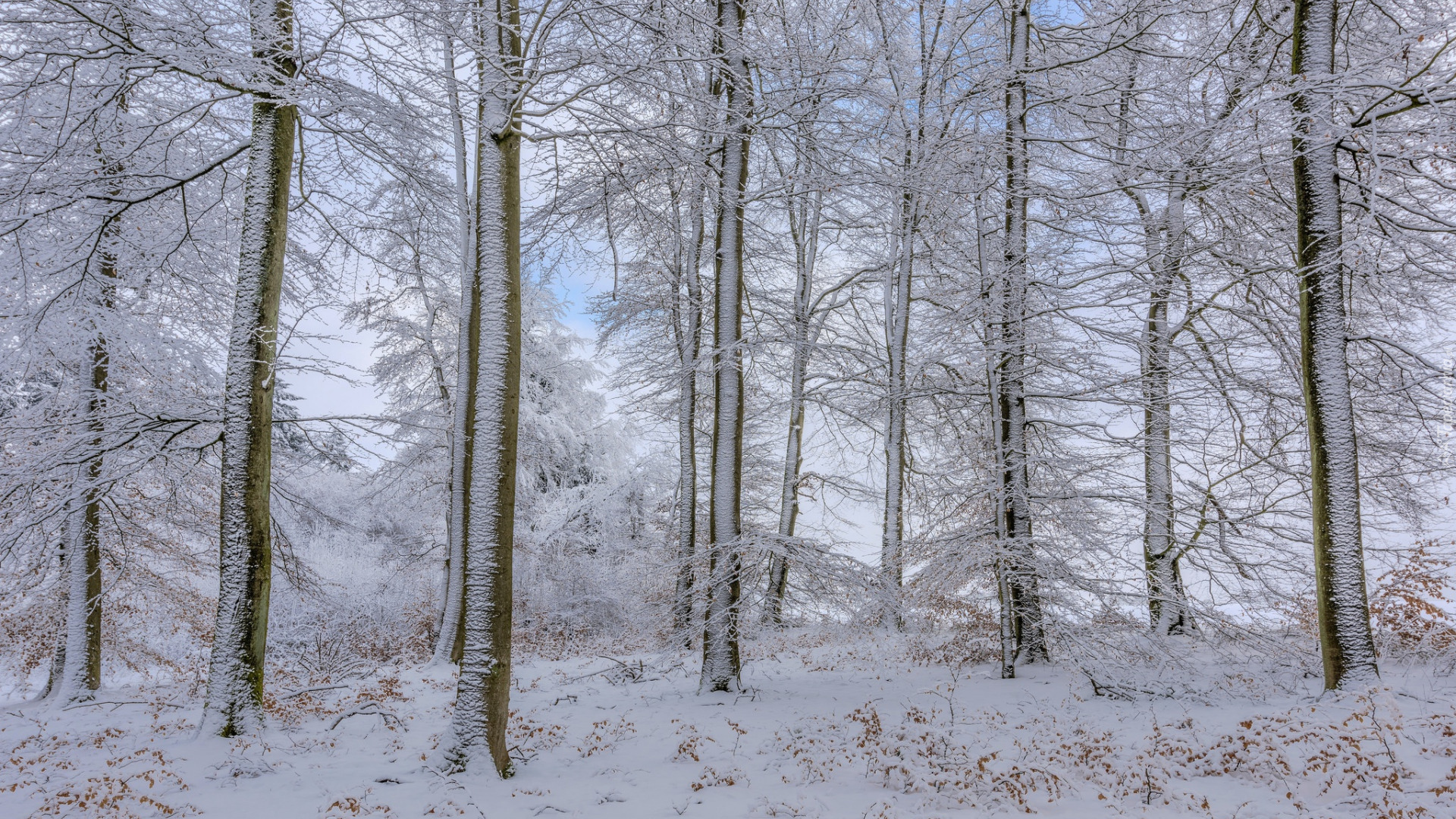 Zima, Śnieg, Ośnieżone, Drzewa, Las