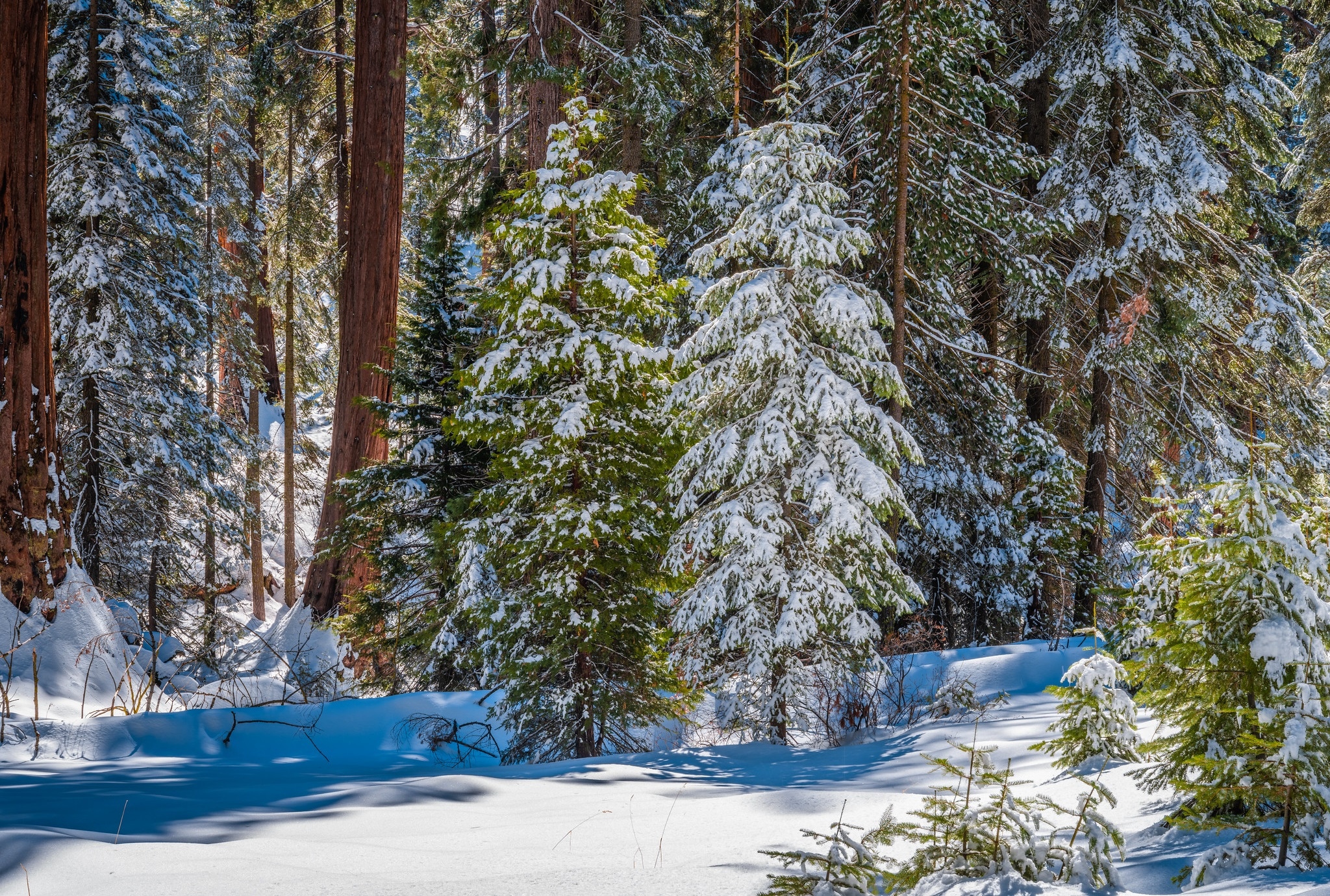 Zima, Las, Ośnieżone, Drzewa, Sekwoje, General Grant Grove, Park Narodowy King Canyon, Kalifornia, Stany Zjednoczone